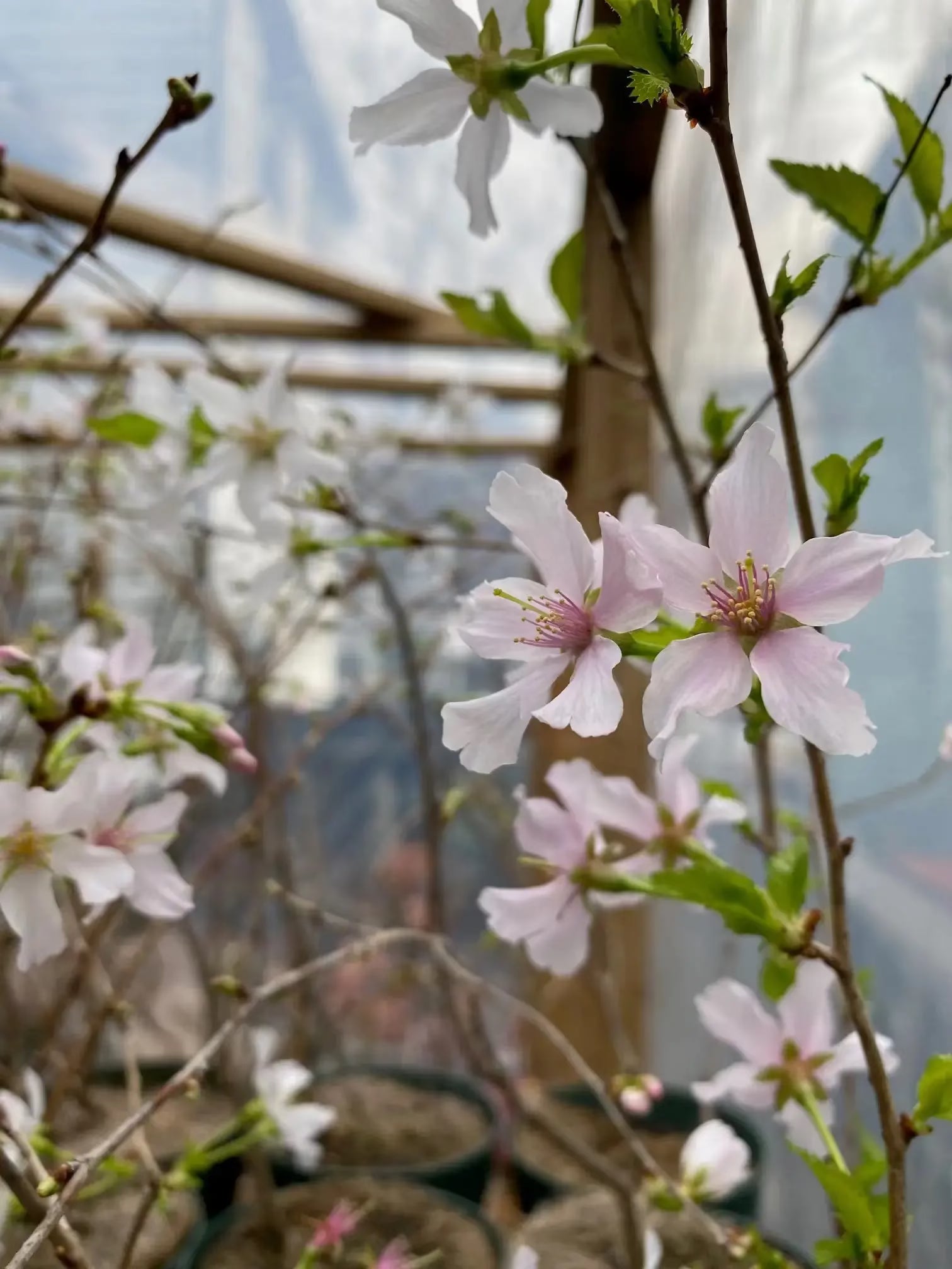 Prunus nipponica Canada Bonsai