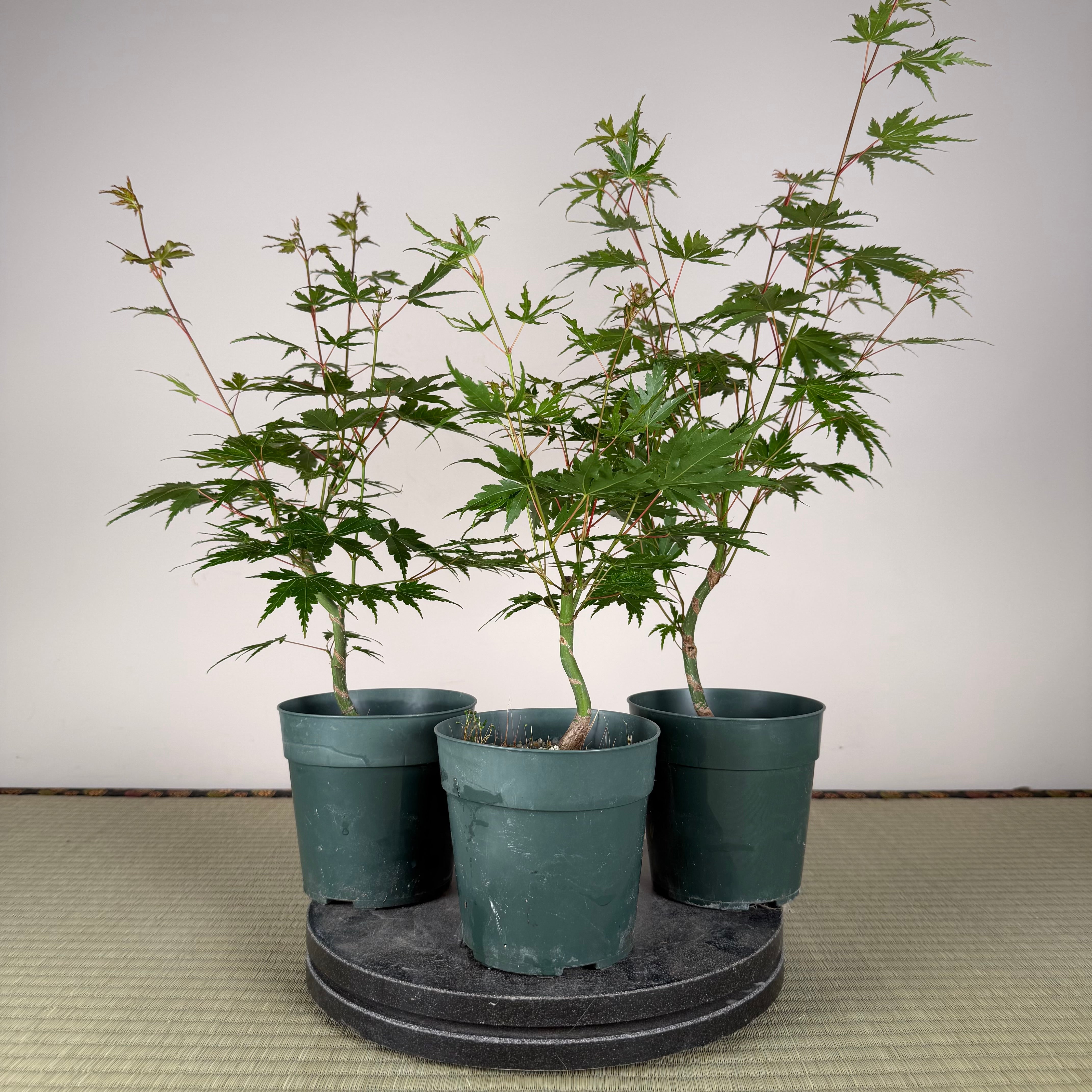 Acer palmatum 'Yves' Select'