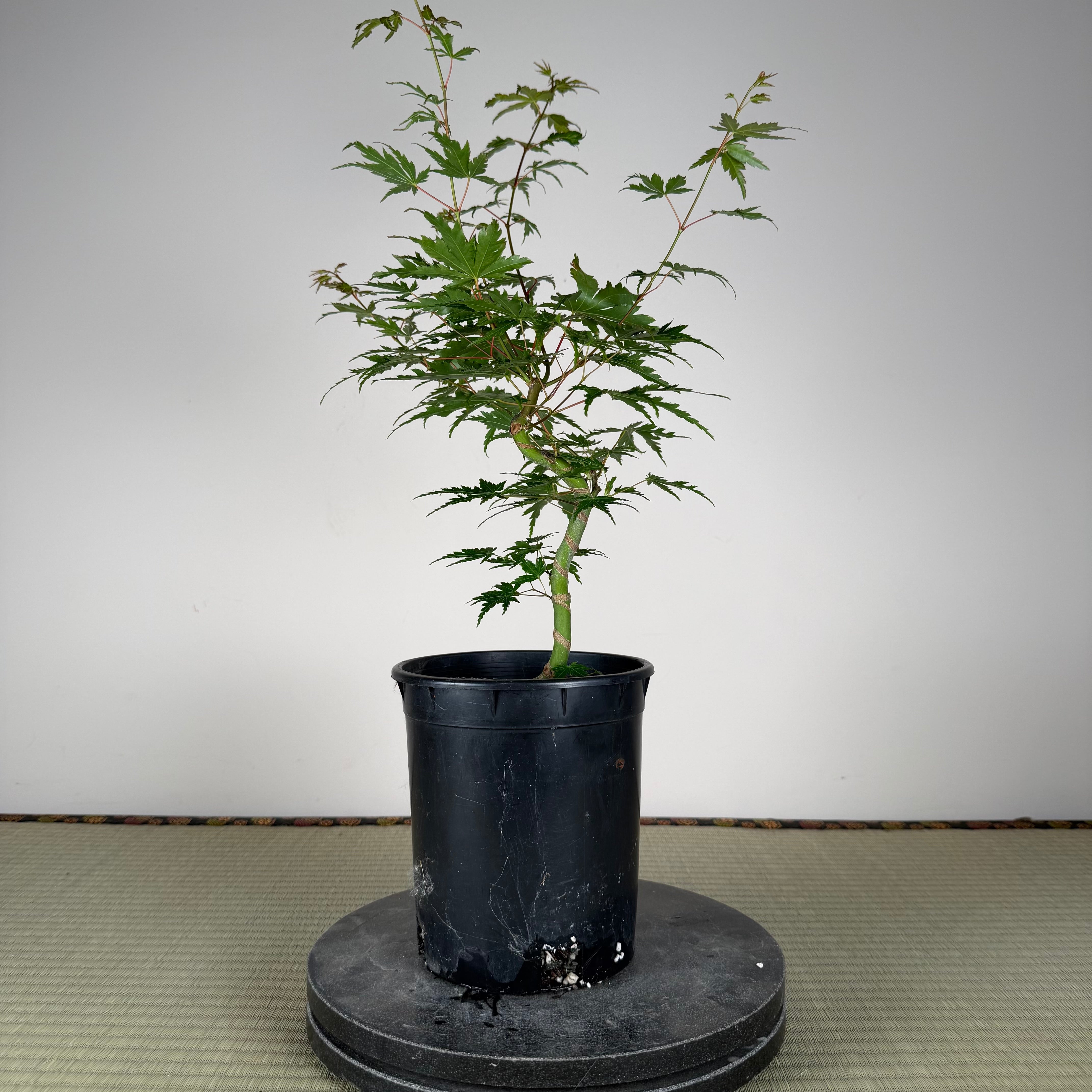 Acer palmatum 'Yves' Select' #1