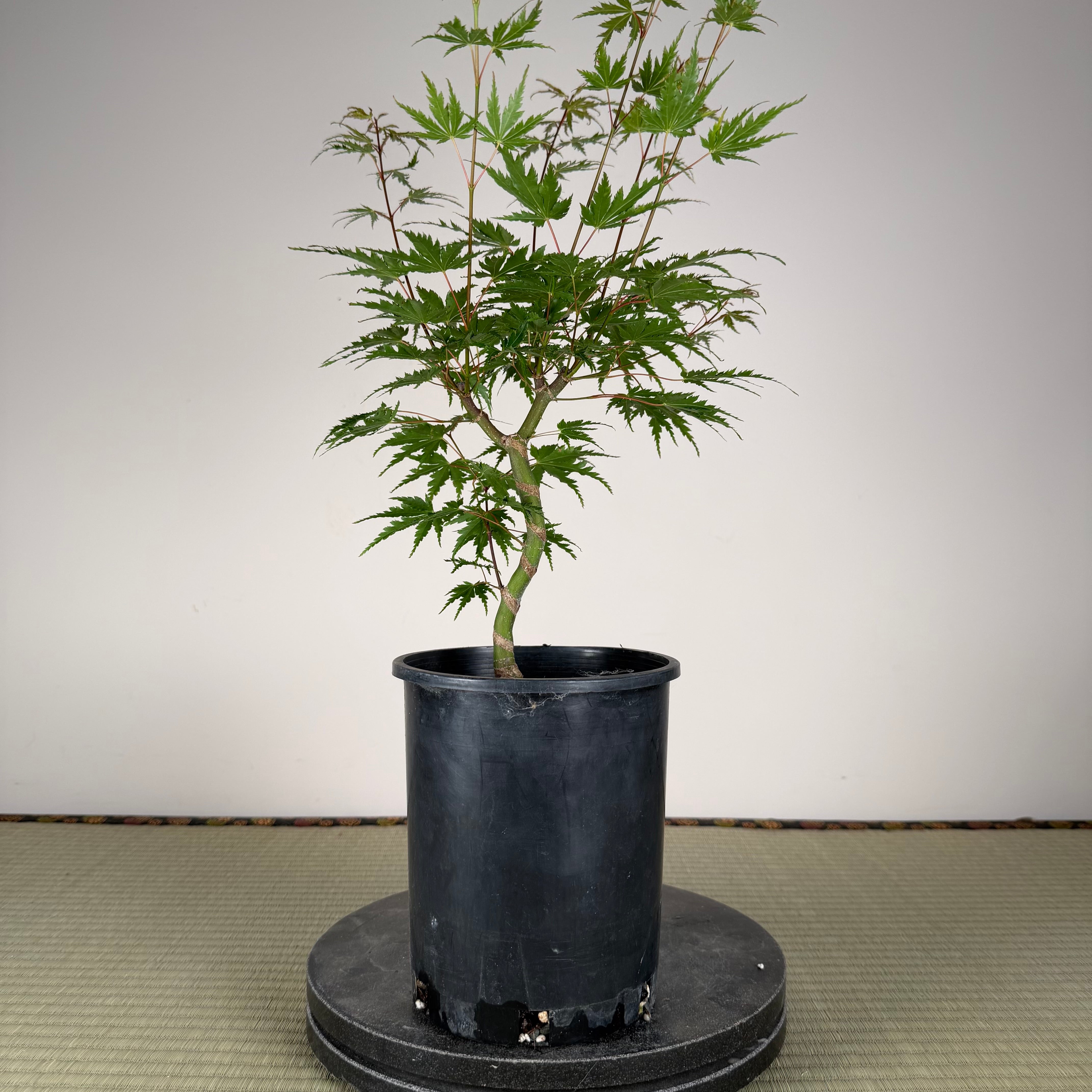 Acer palmatum 'Yves' Select' (chef's choice)