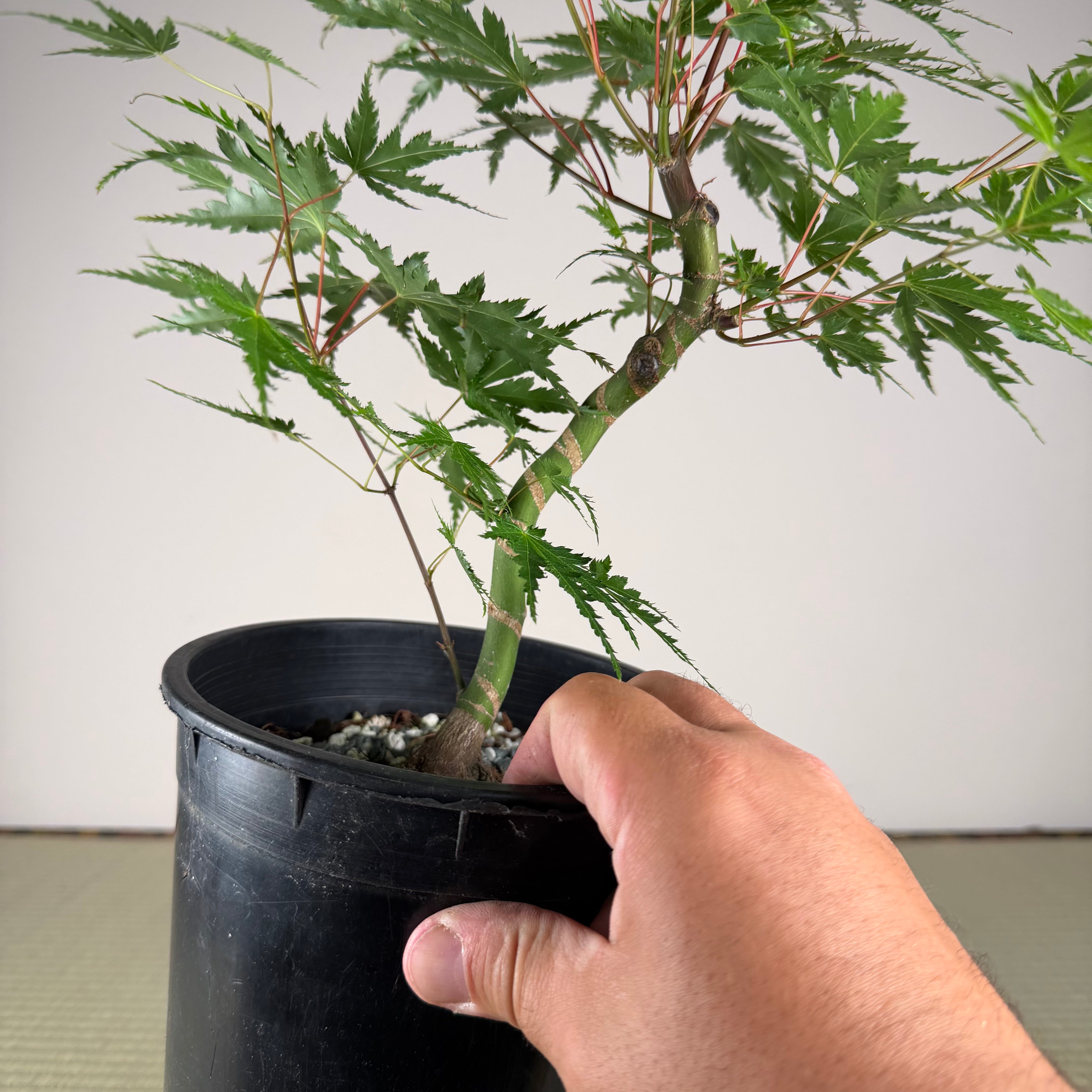 Acer palmatum 'Yves' Select' (chef's choice)