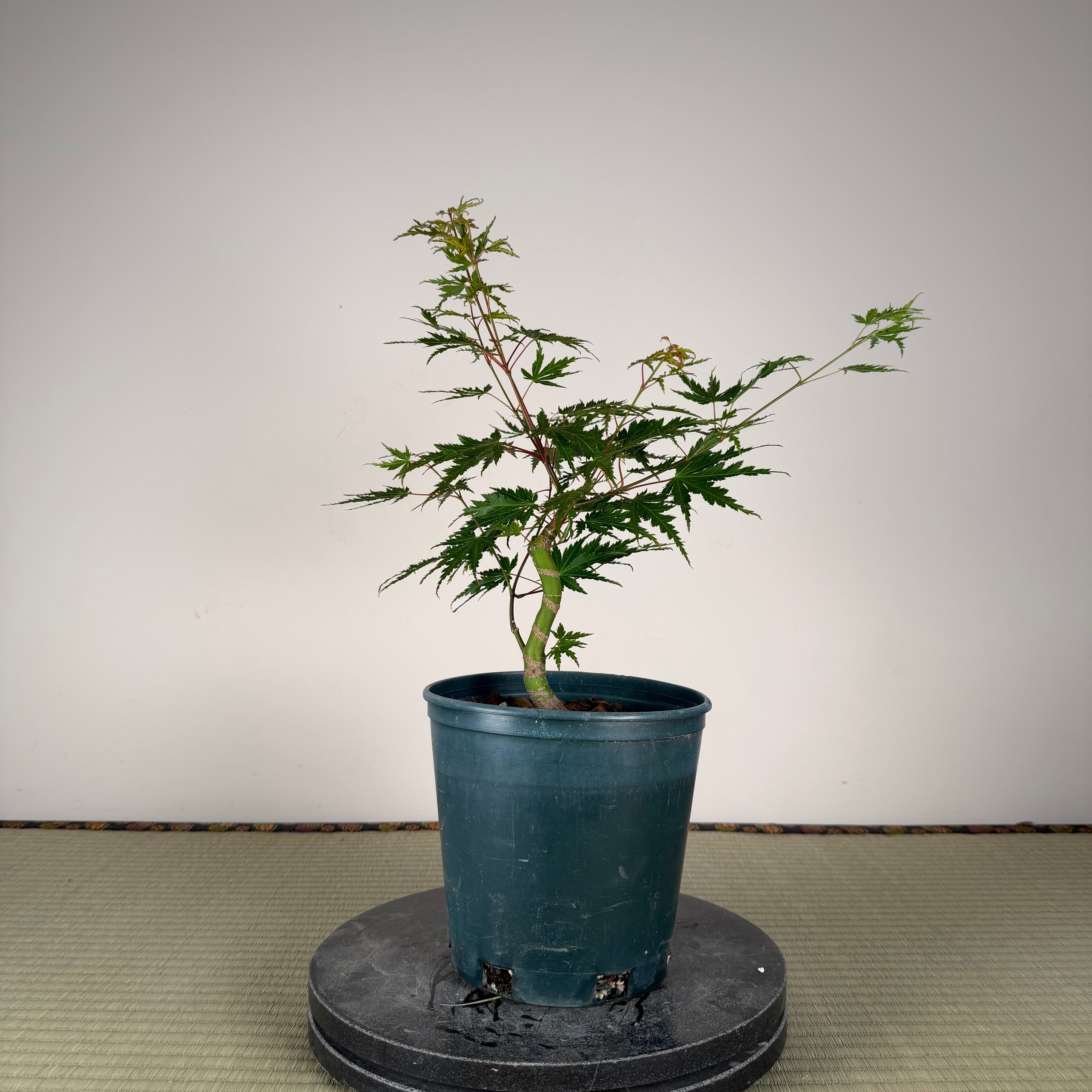 Acer palmatum 'Yves' Select' (chef's choice)