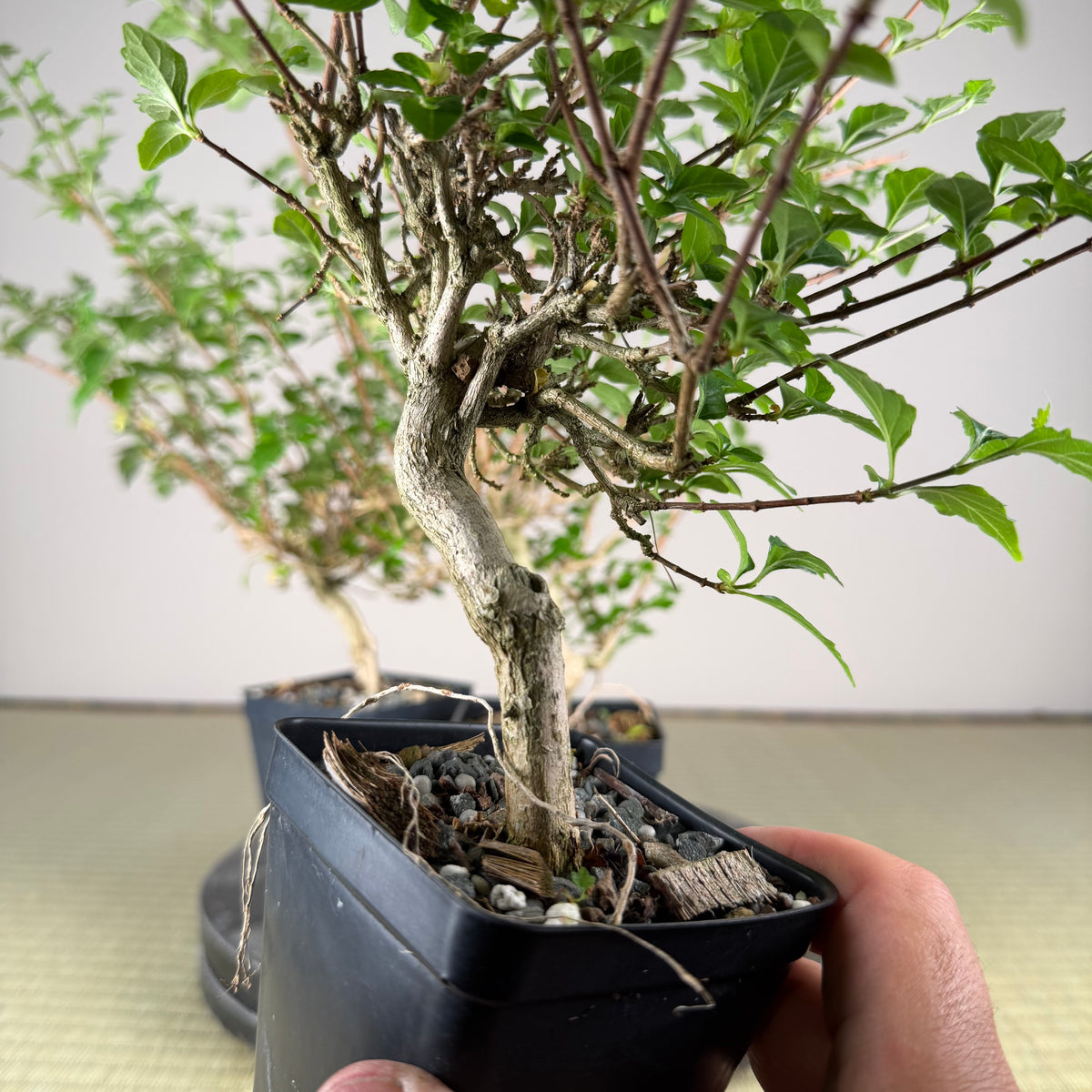 Premna japonica (large)