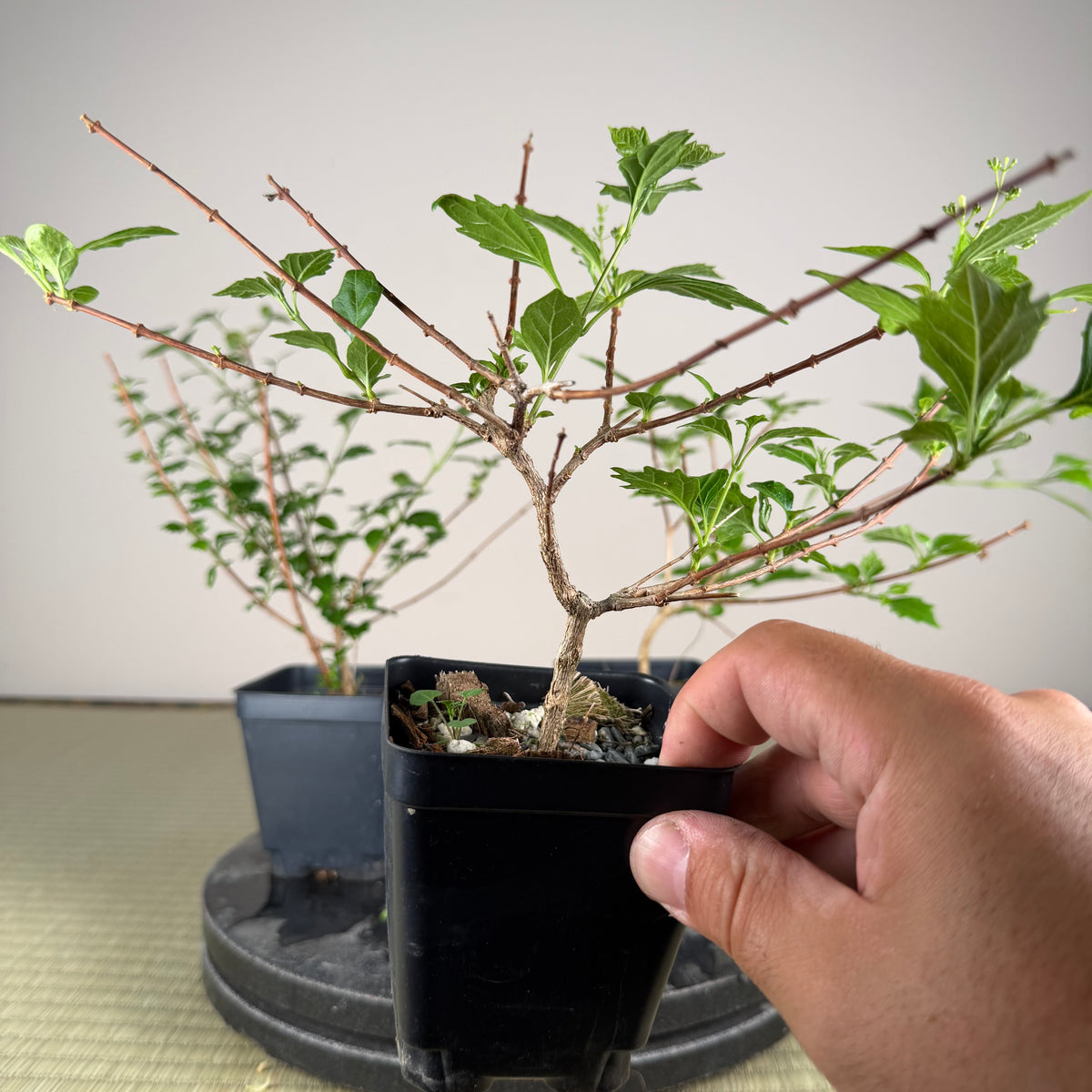 Premna japonica (small)