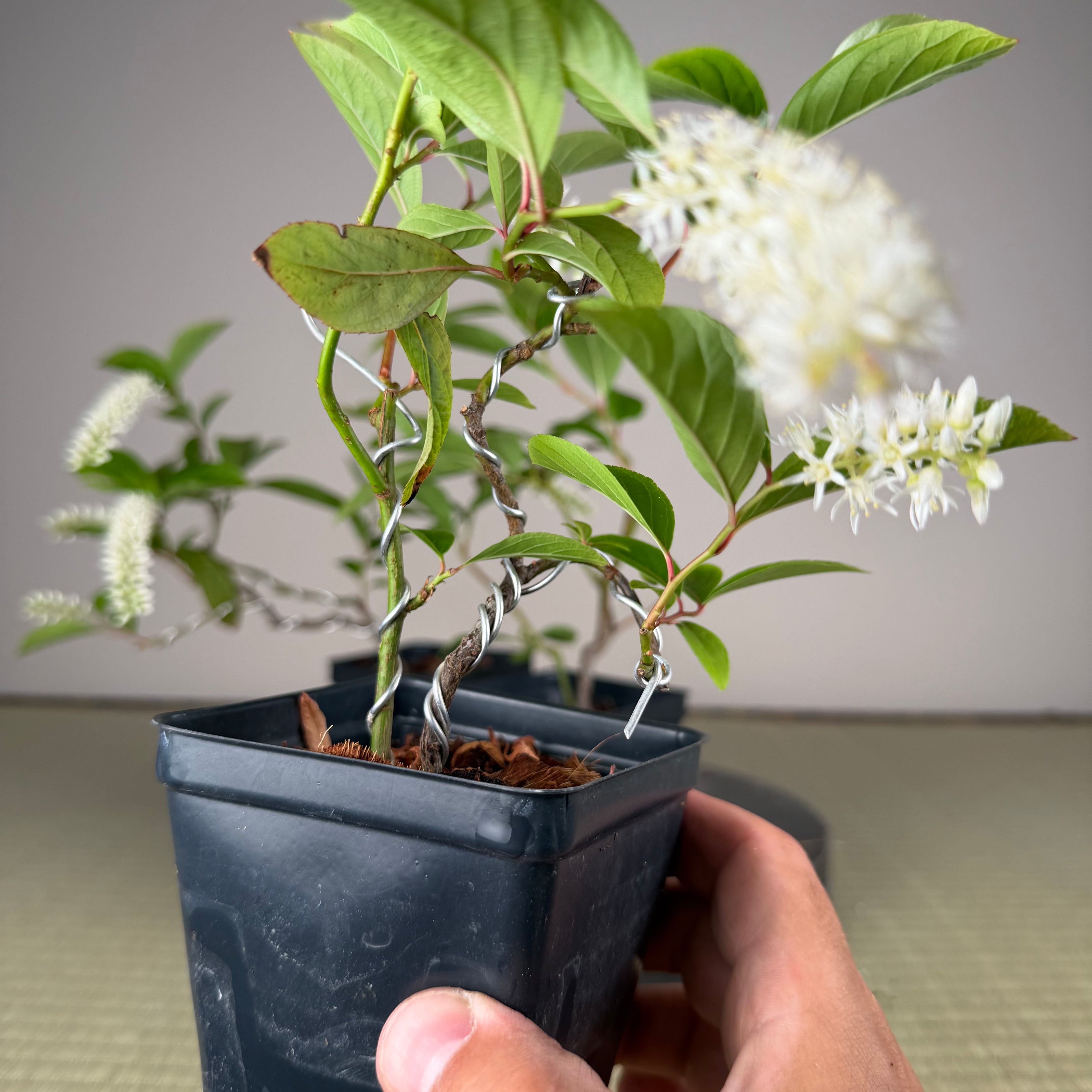 Itea japonica