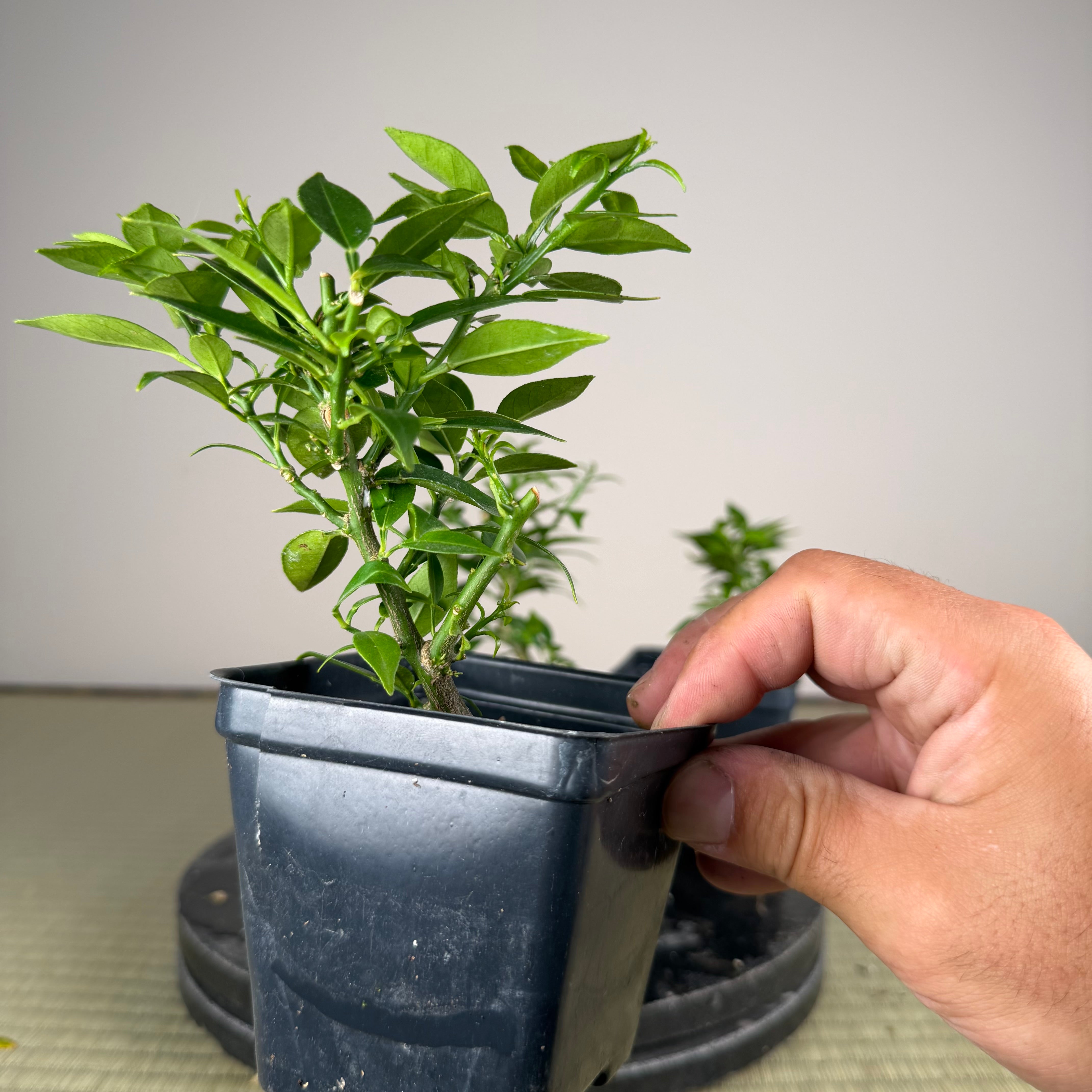 Citrus myrtifolia (Chinotto)