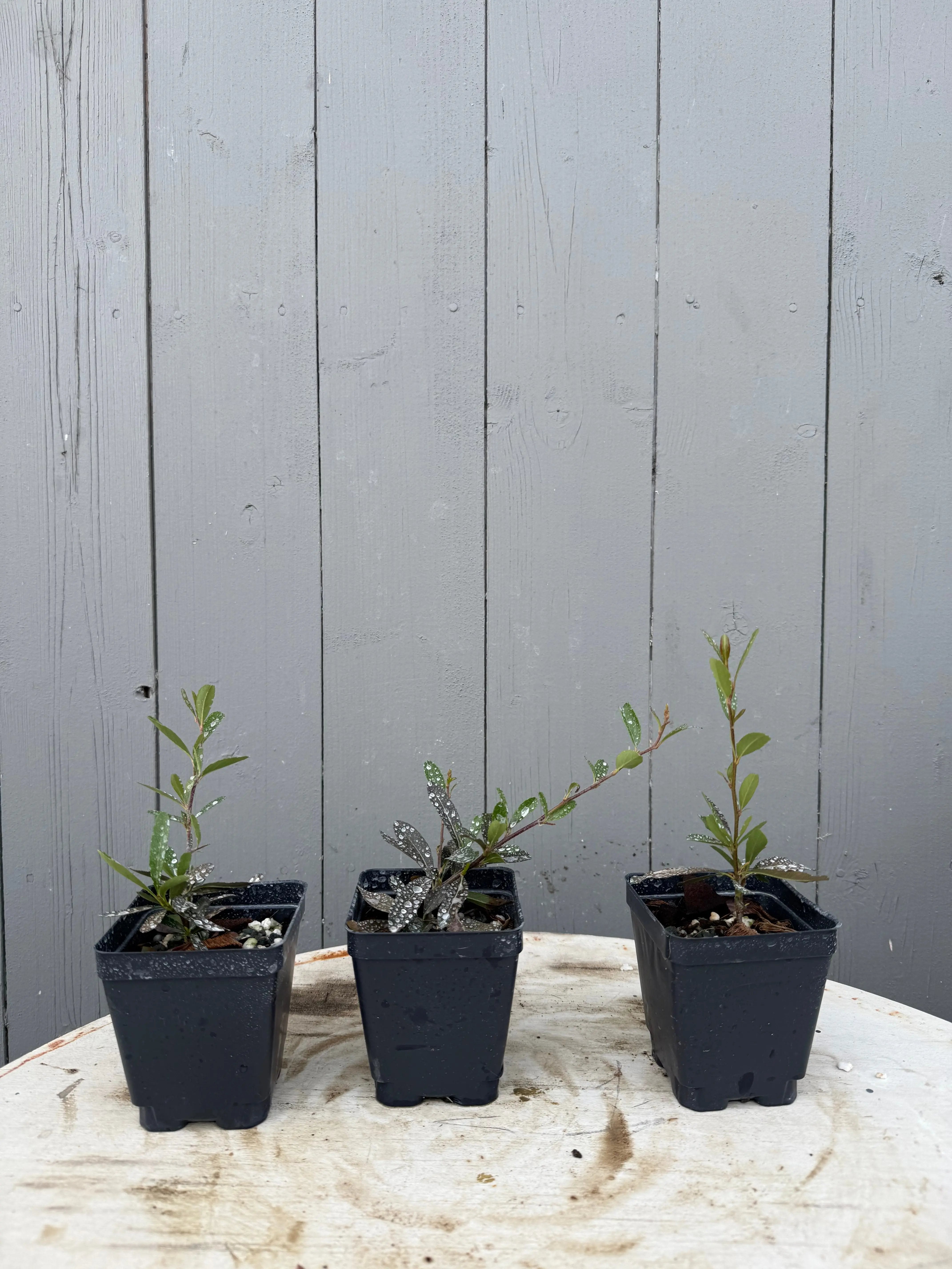 Pyracantha angustifolia Canada Bonsai
