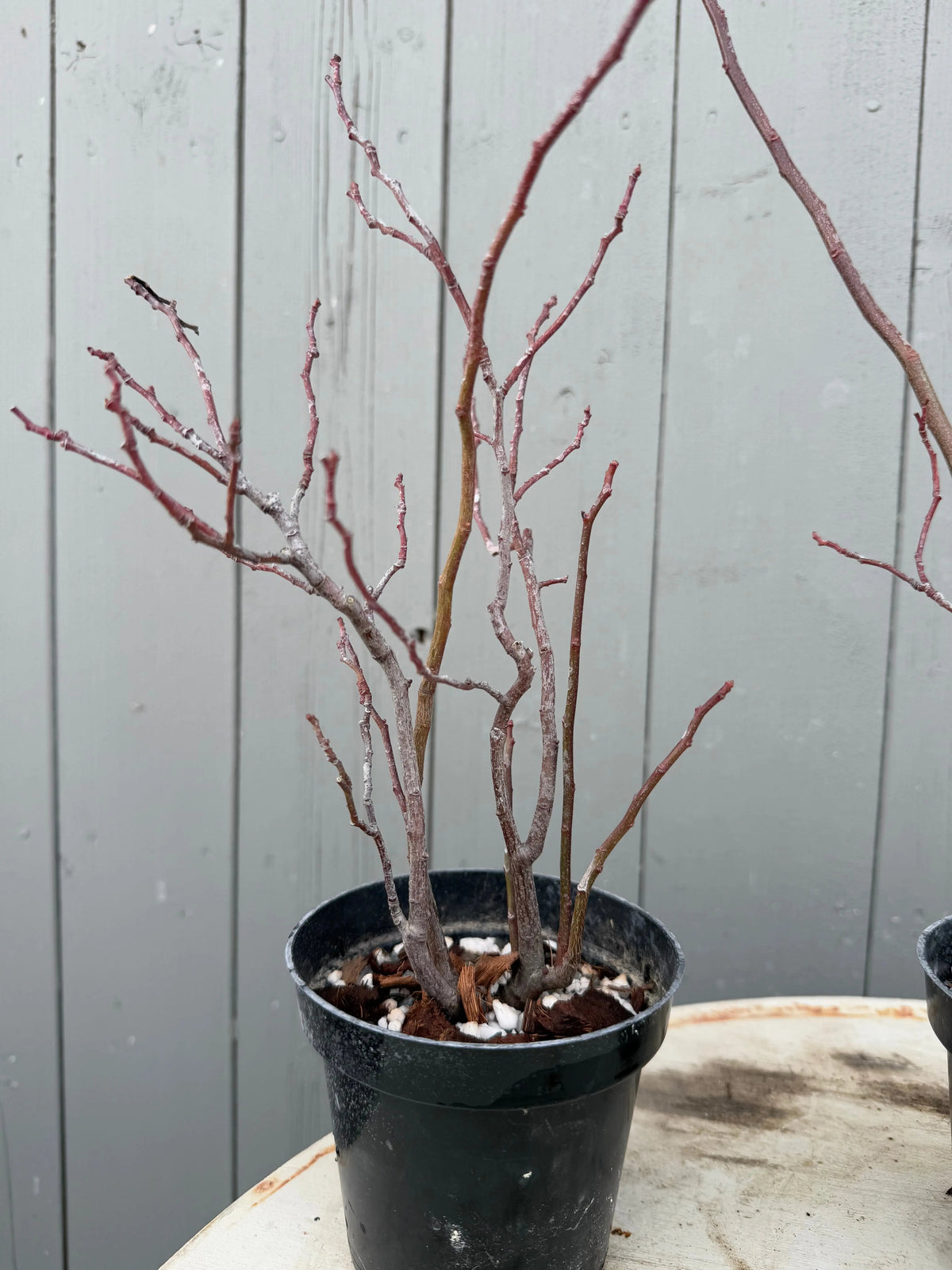 Itea japonica Canada Bonsai