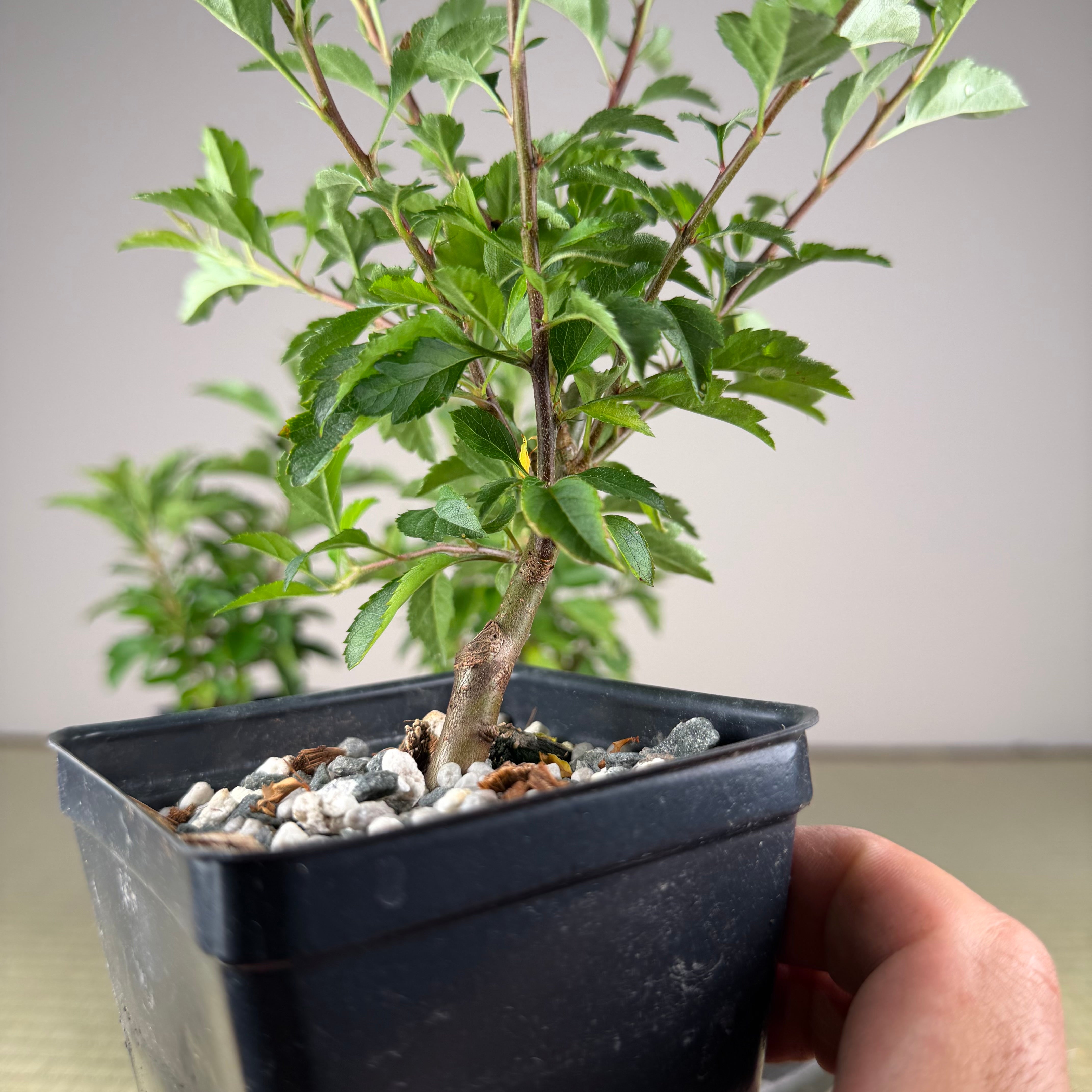Malus sargentii