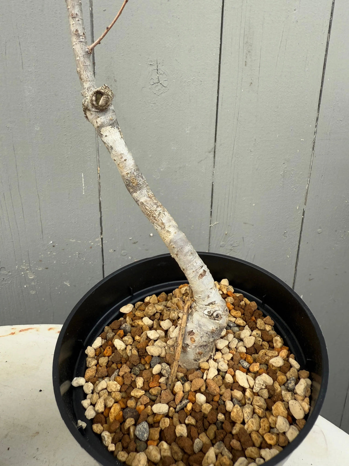 Quercus serrata Canada Bonsai