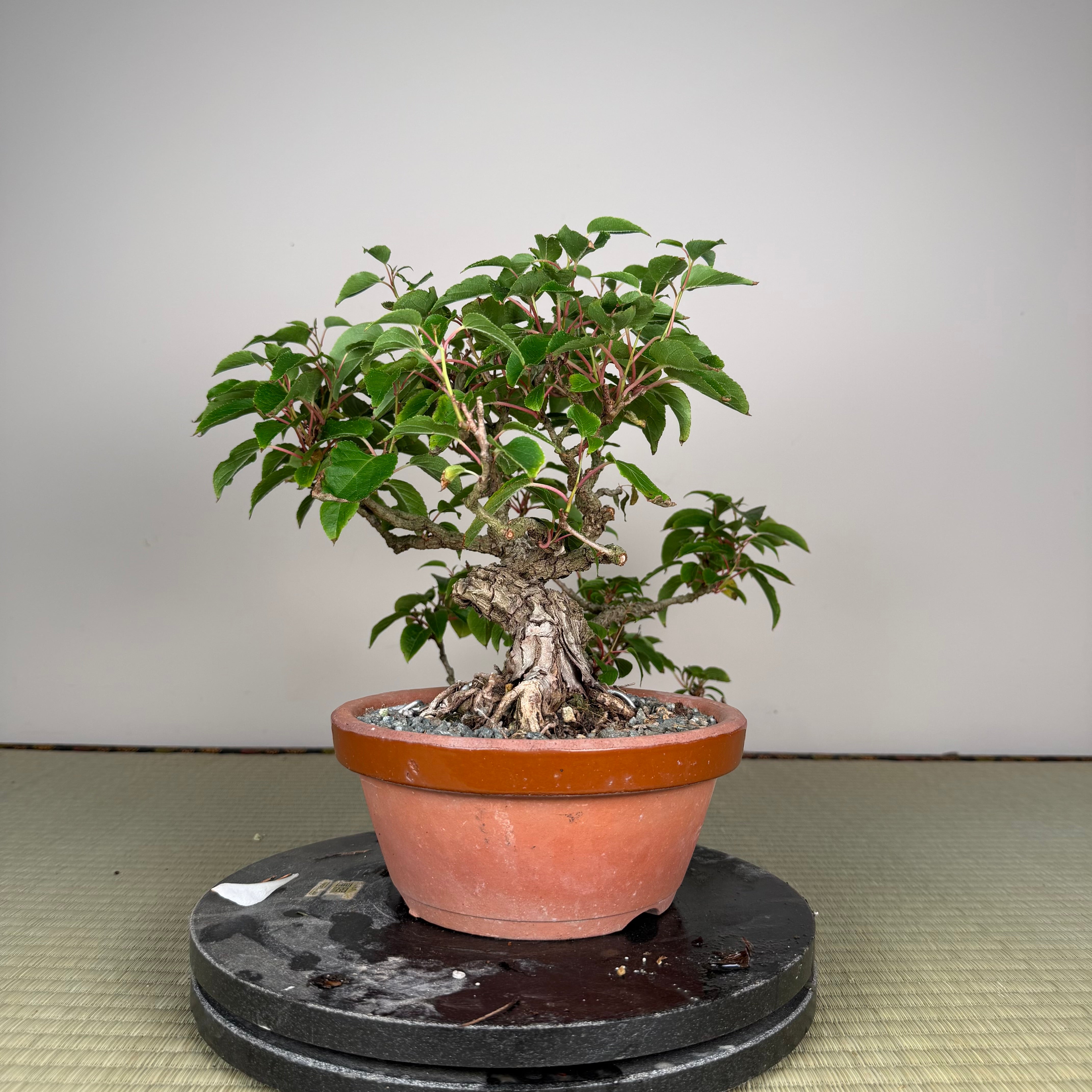Actinidia arguta