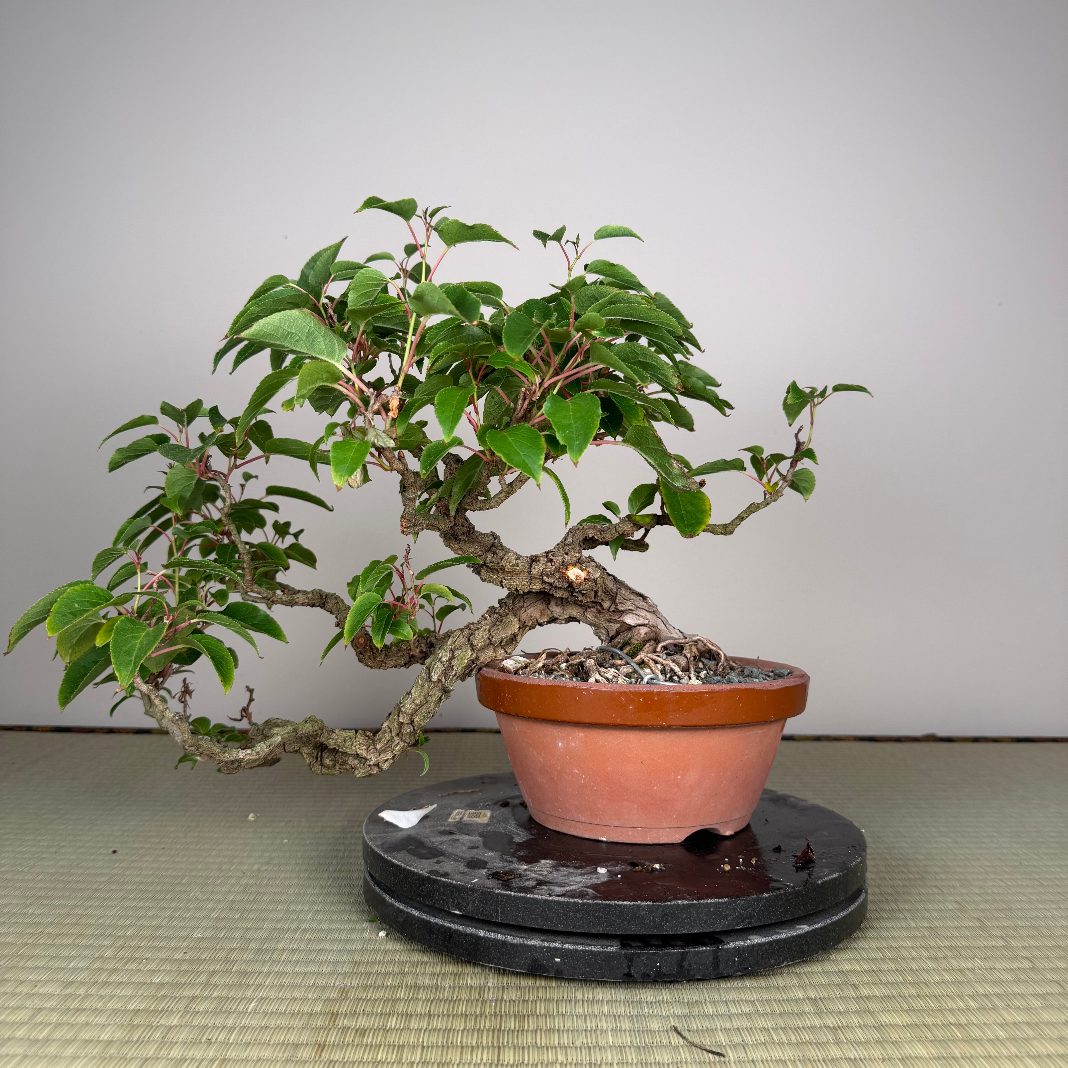 Actinidia arguta