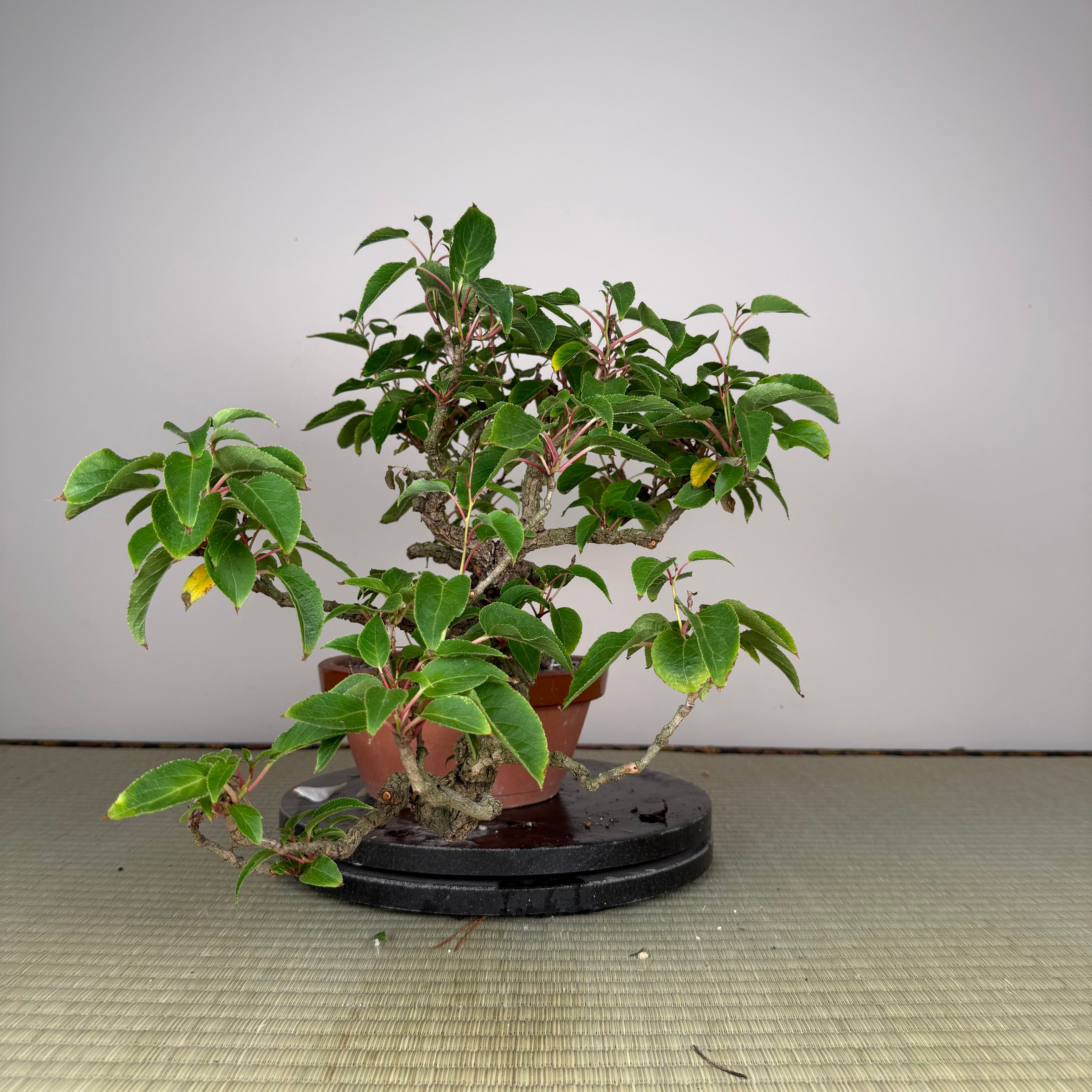 Actinidia arguta
