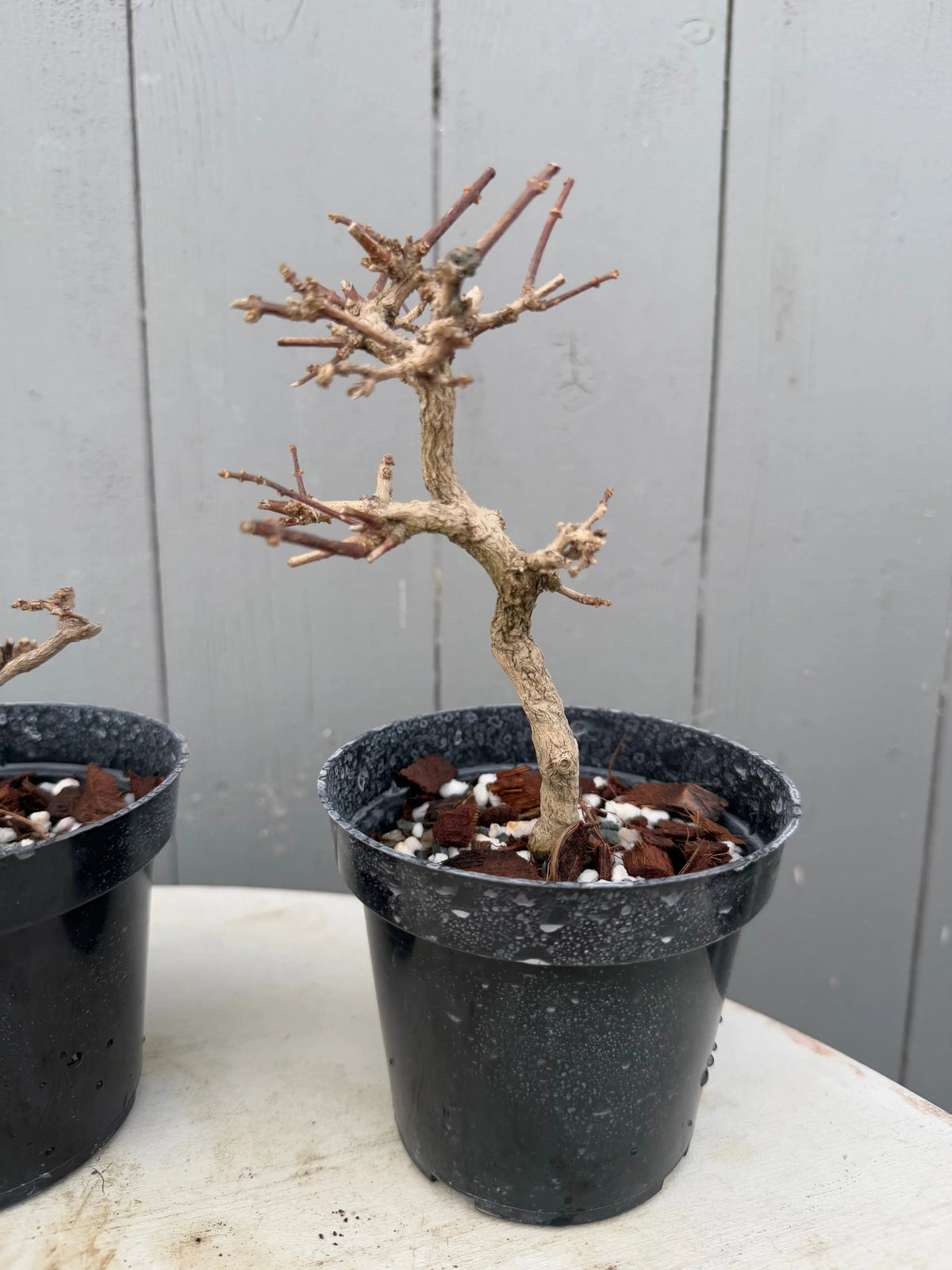 Premna japonica (large) Canada Bonsai