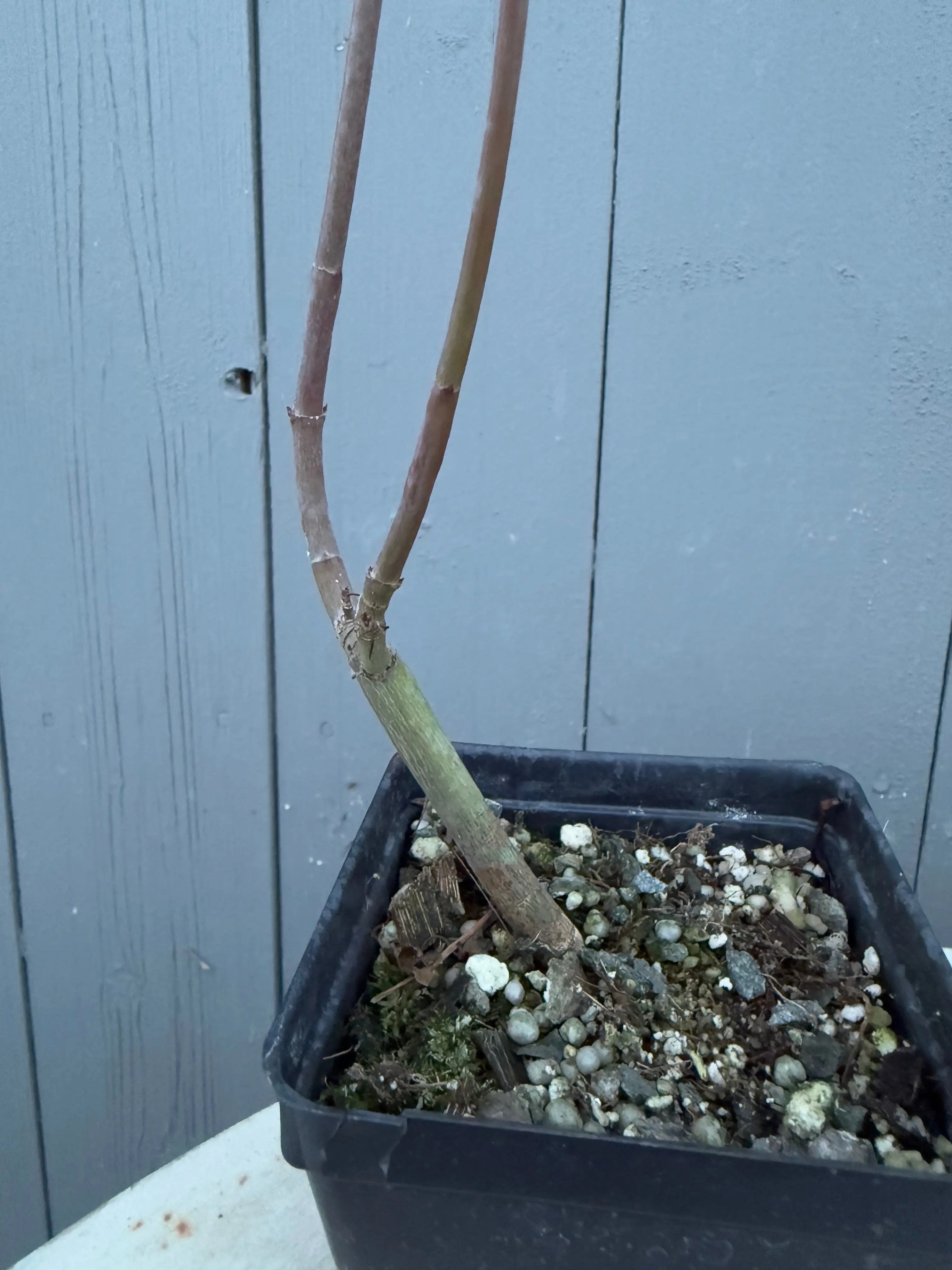 Acer palmatum 'Yves' Arakawa' Canada Bonsai