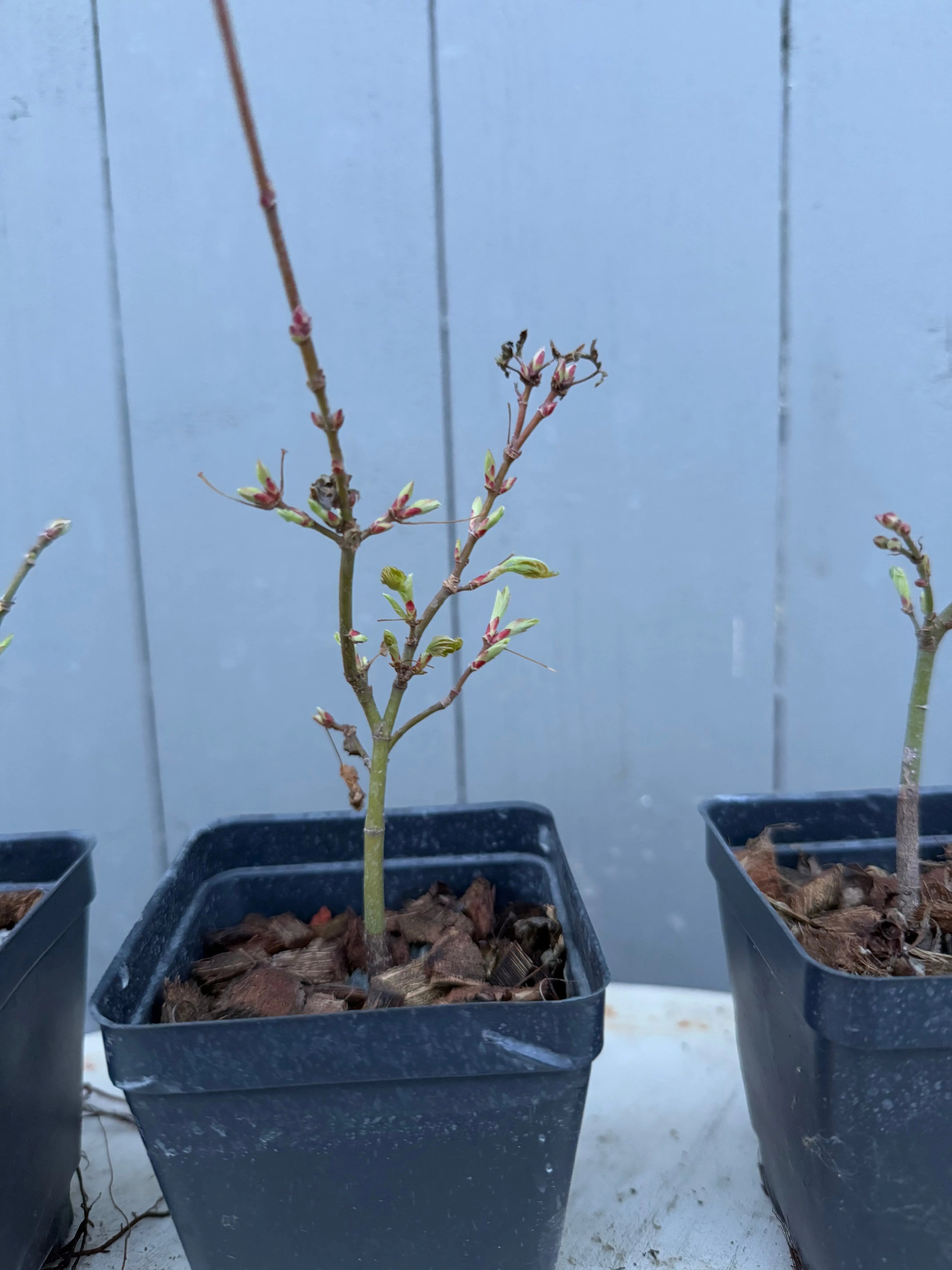 Acer palmatum 'Kashima' Canada Bonsai