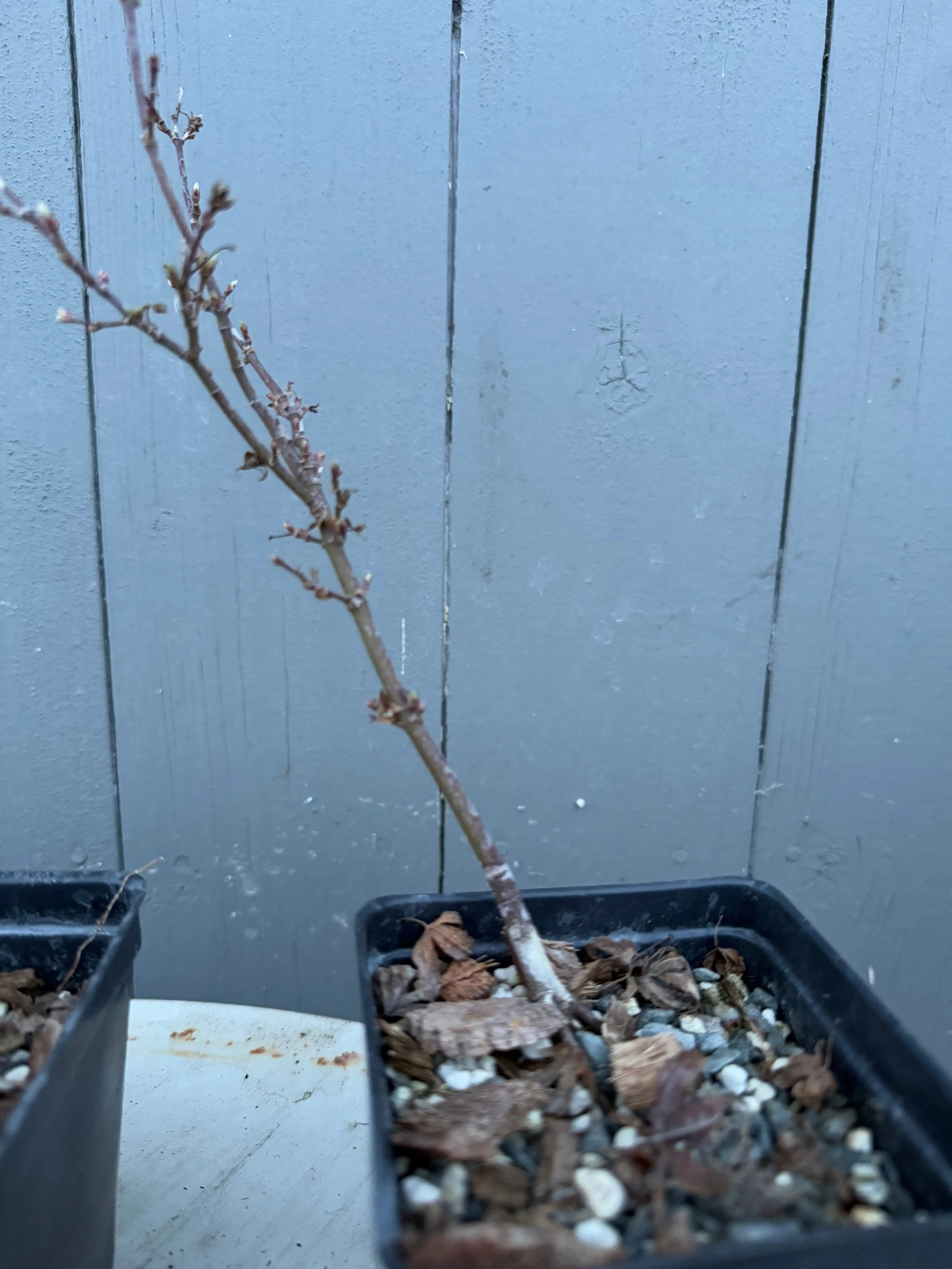 Acer palmatum 'Yves' Petites Feuilles' Canada Bonsai