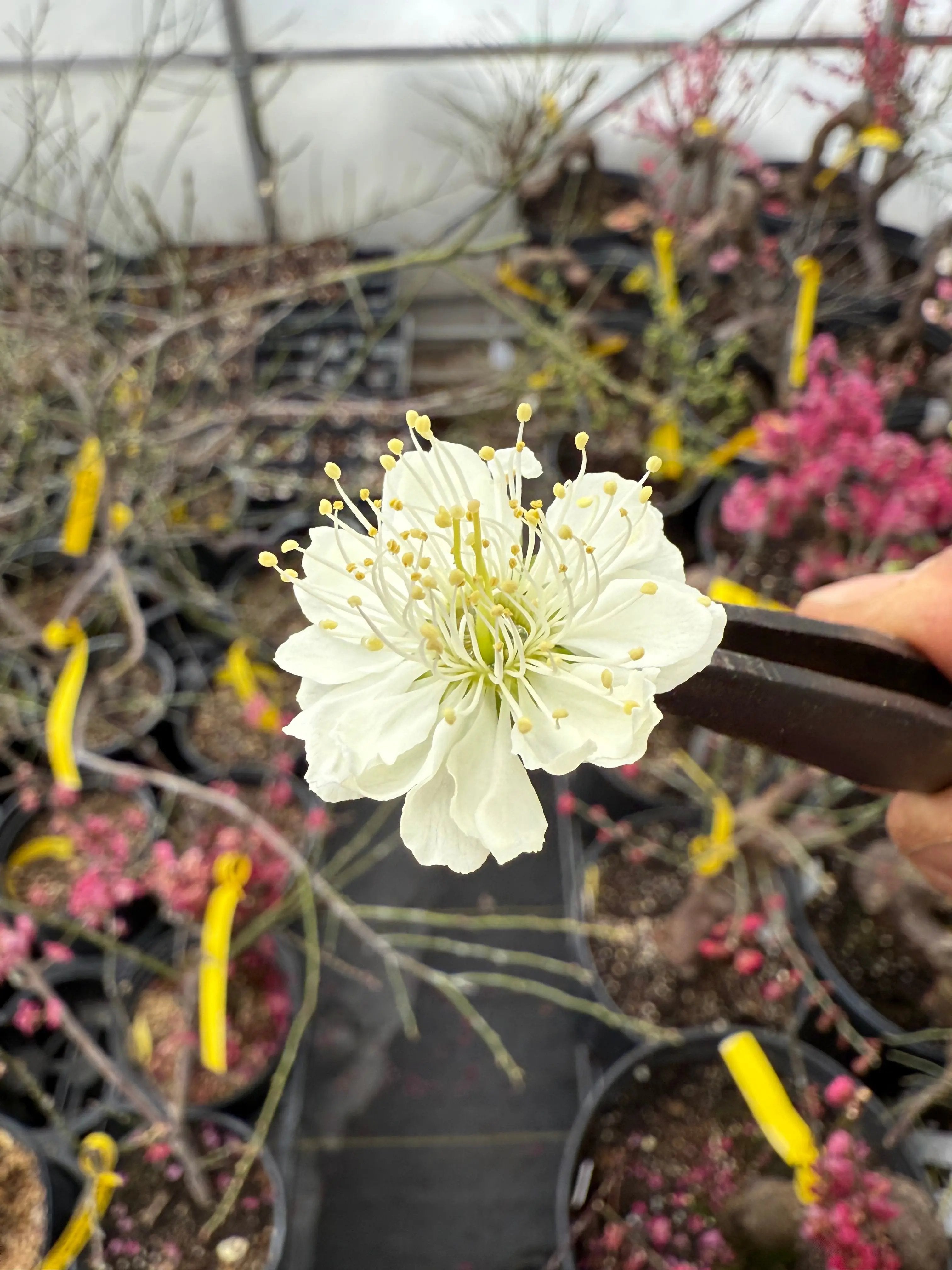 Prunus mume 'Nánjīng fùhuángxiāng' Canada Bonsai