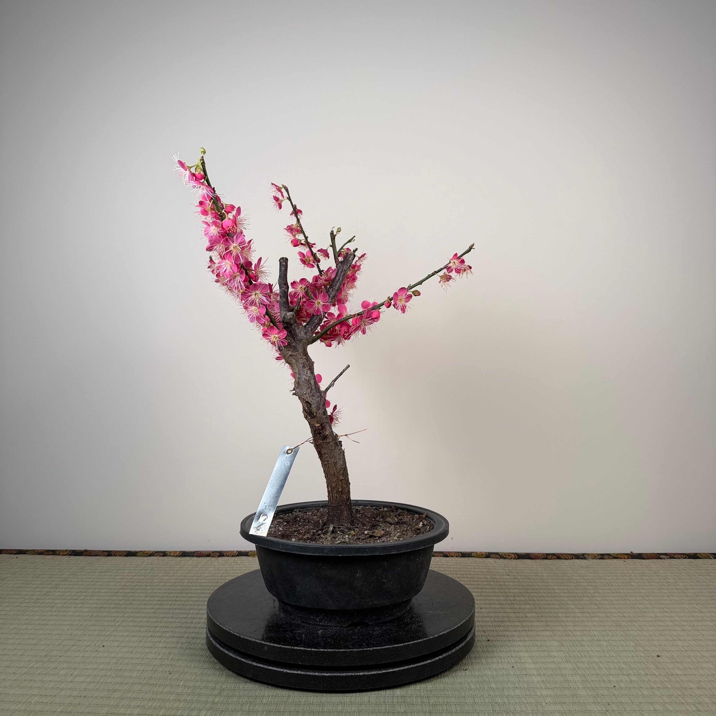 Glycine floribunda