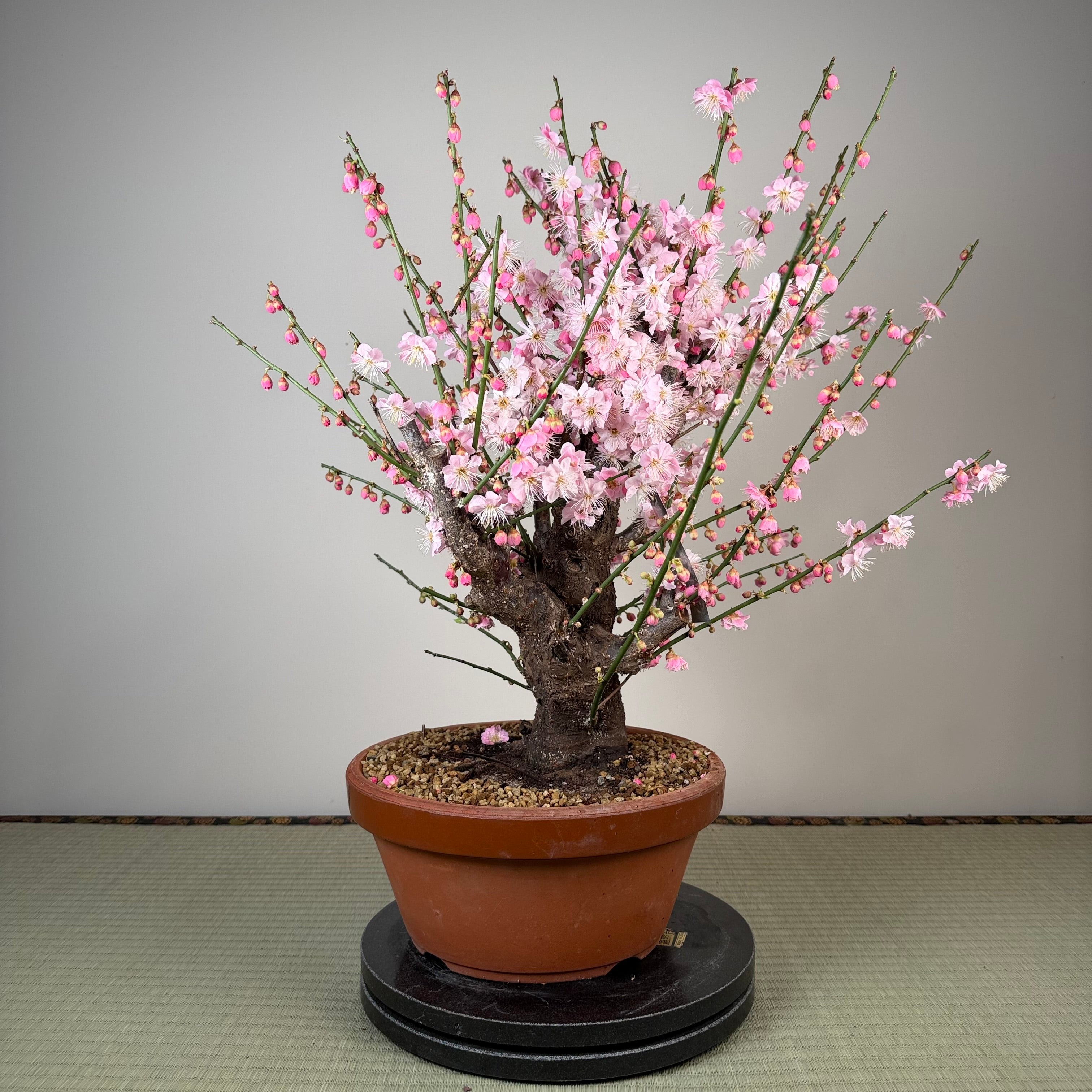 Glycine floribunda
