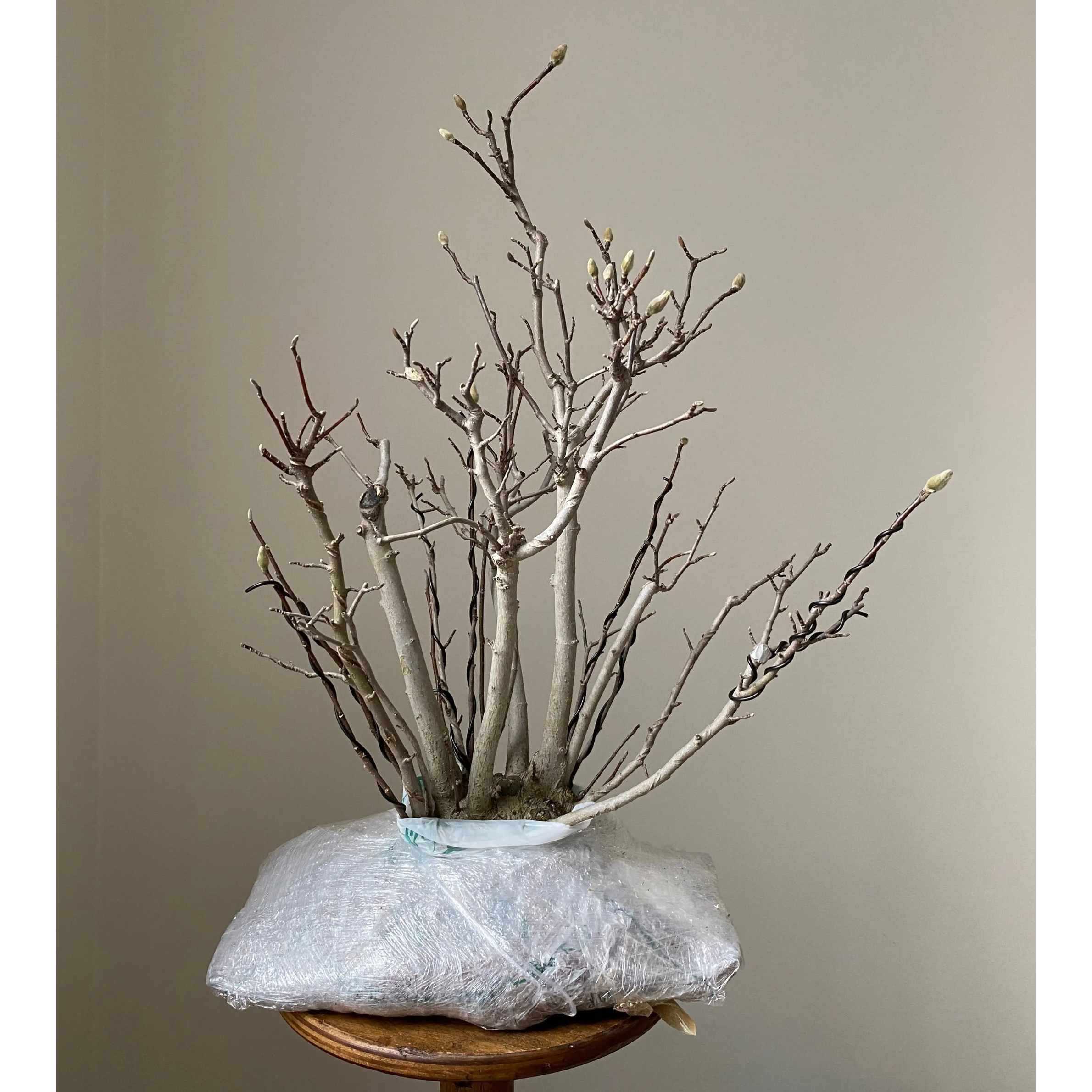 Magnolia Karasu bonsai tree — Canada Bonsai
