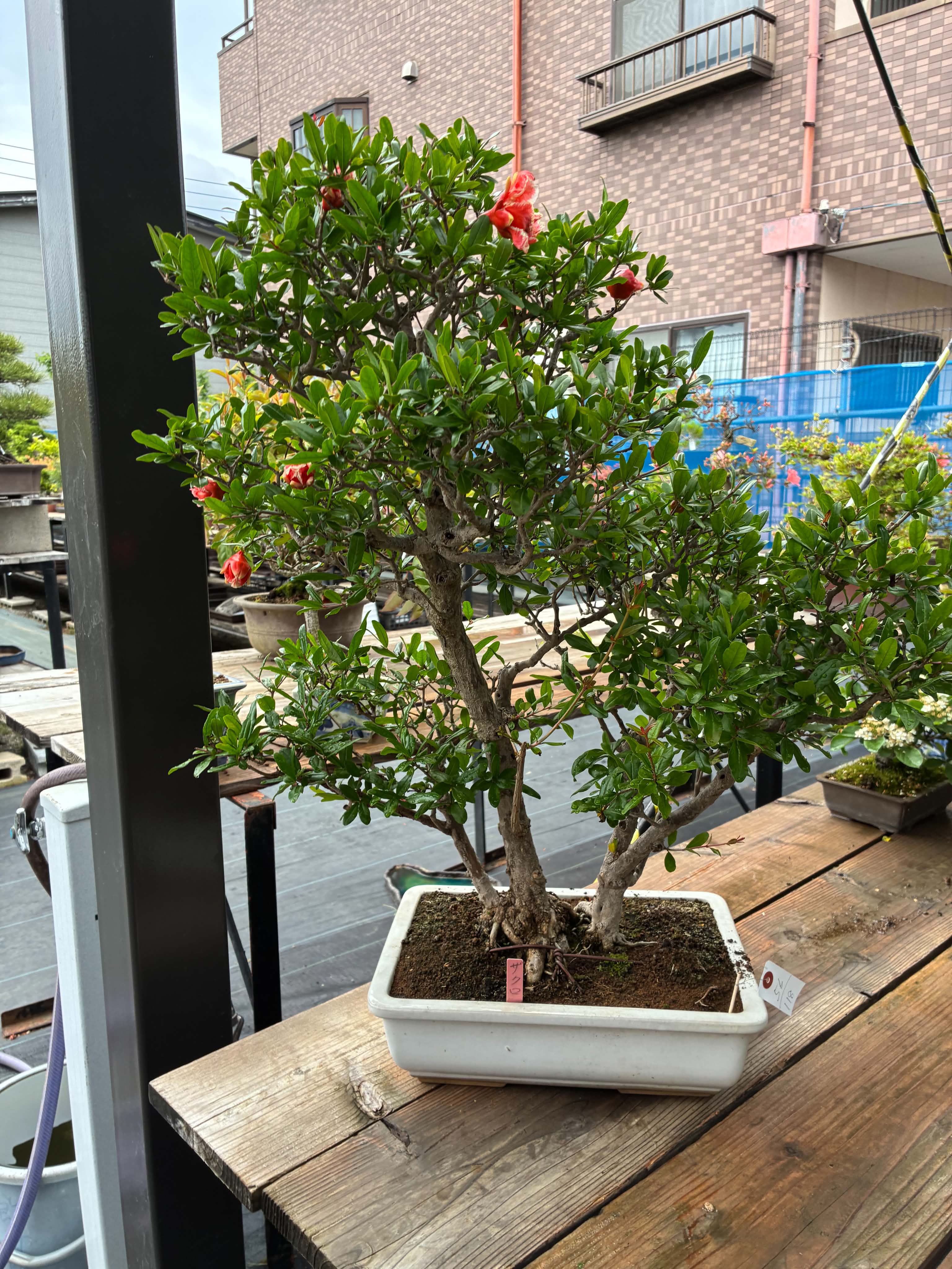 Punica (unusual cultivar)