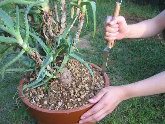 Repotting Knife (medium) CB Tools