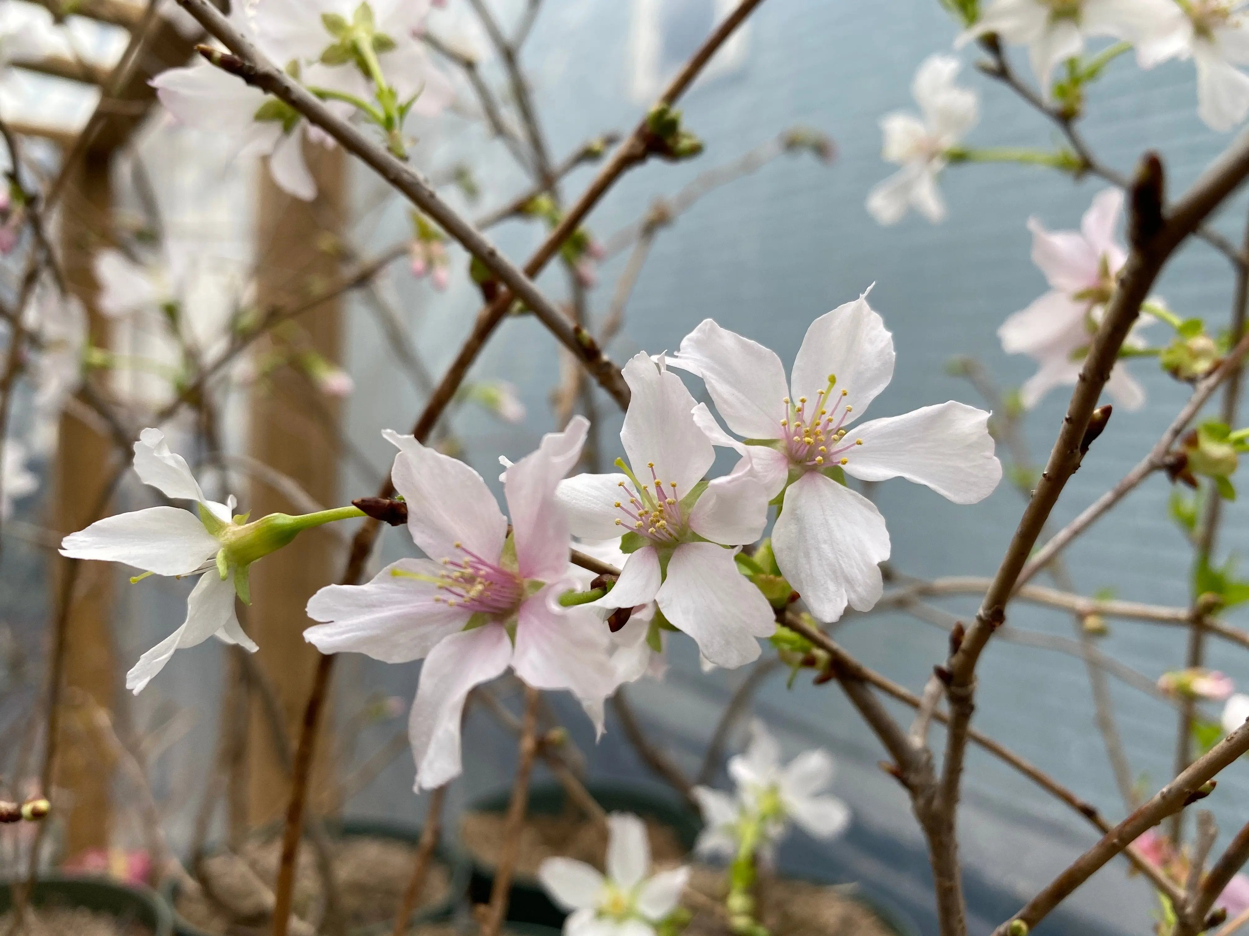 Japanese Cherry Canada Bonsai