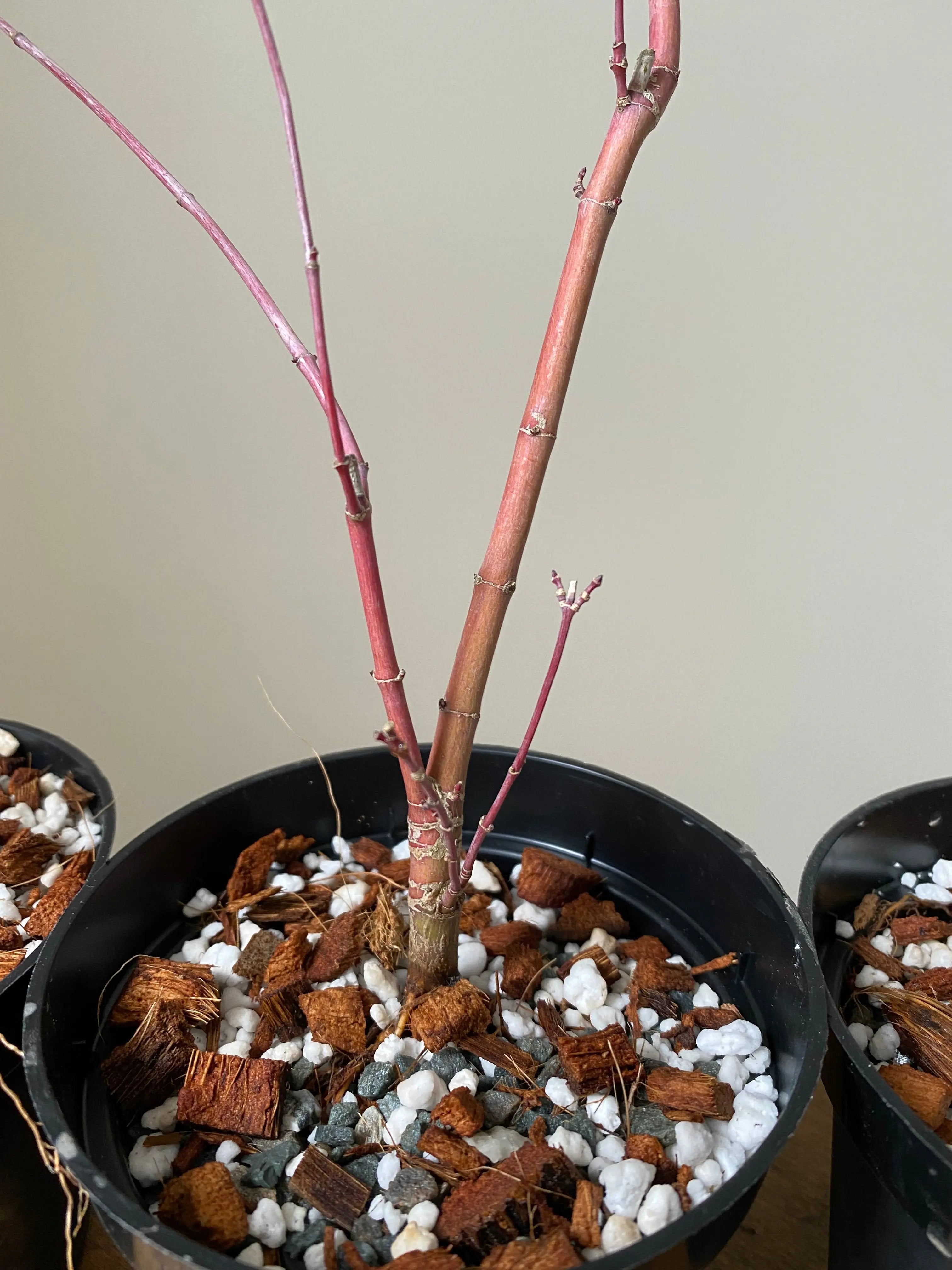 Japanese Maple 'Deshojo' Canada Bonsai