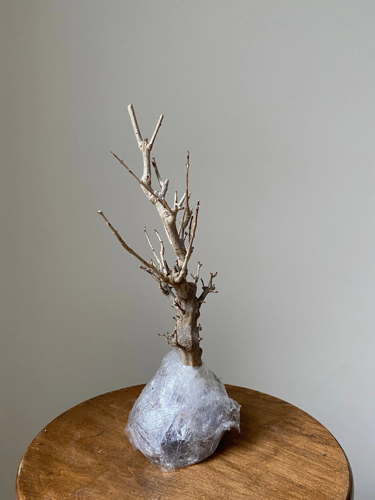 Pomegranate Neji-Kan Canada Bonsai
