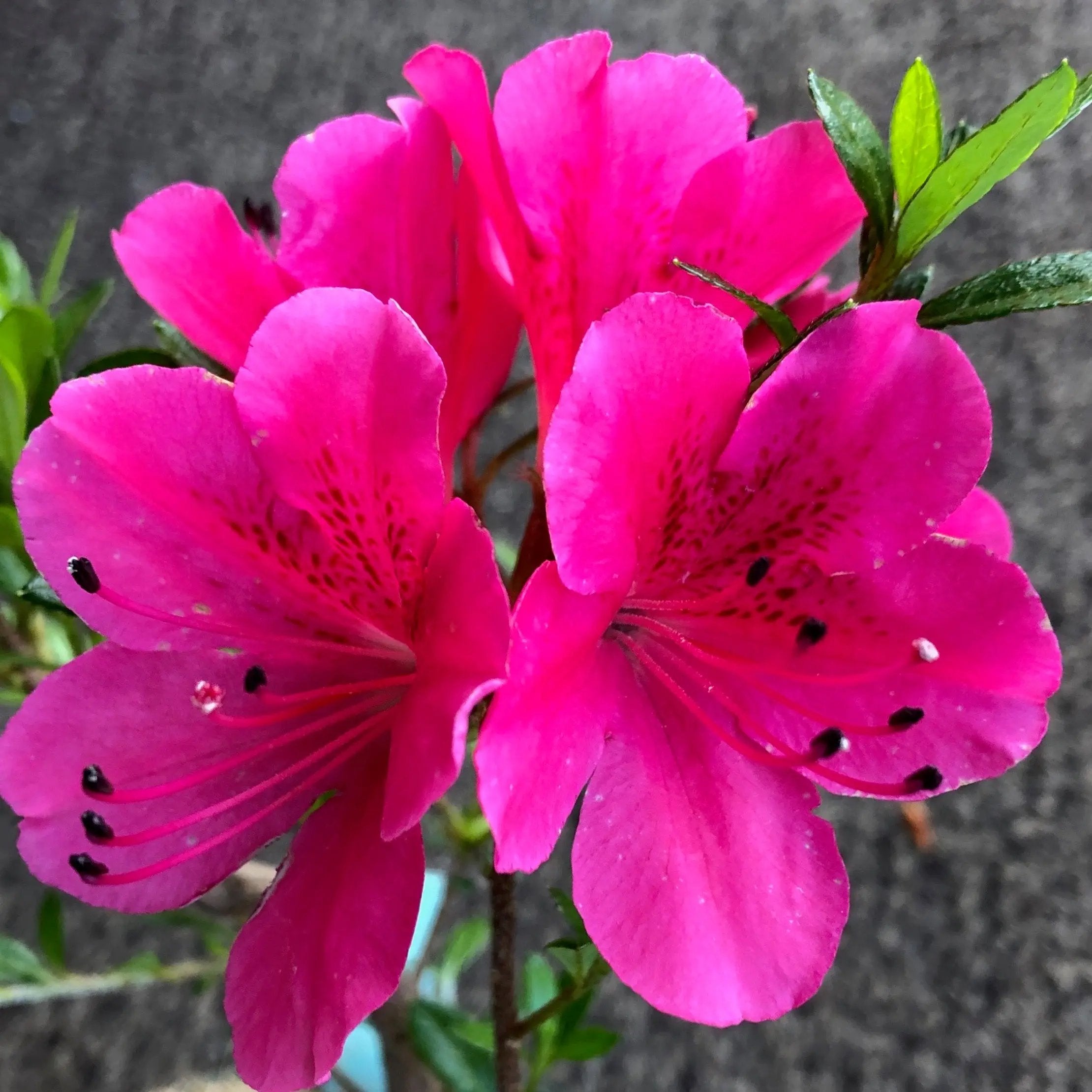 Satsuki Azalea 'Yves' Murasaki' Canada Bonsai