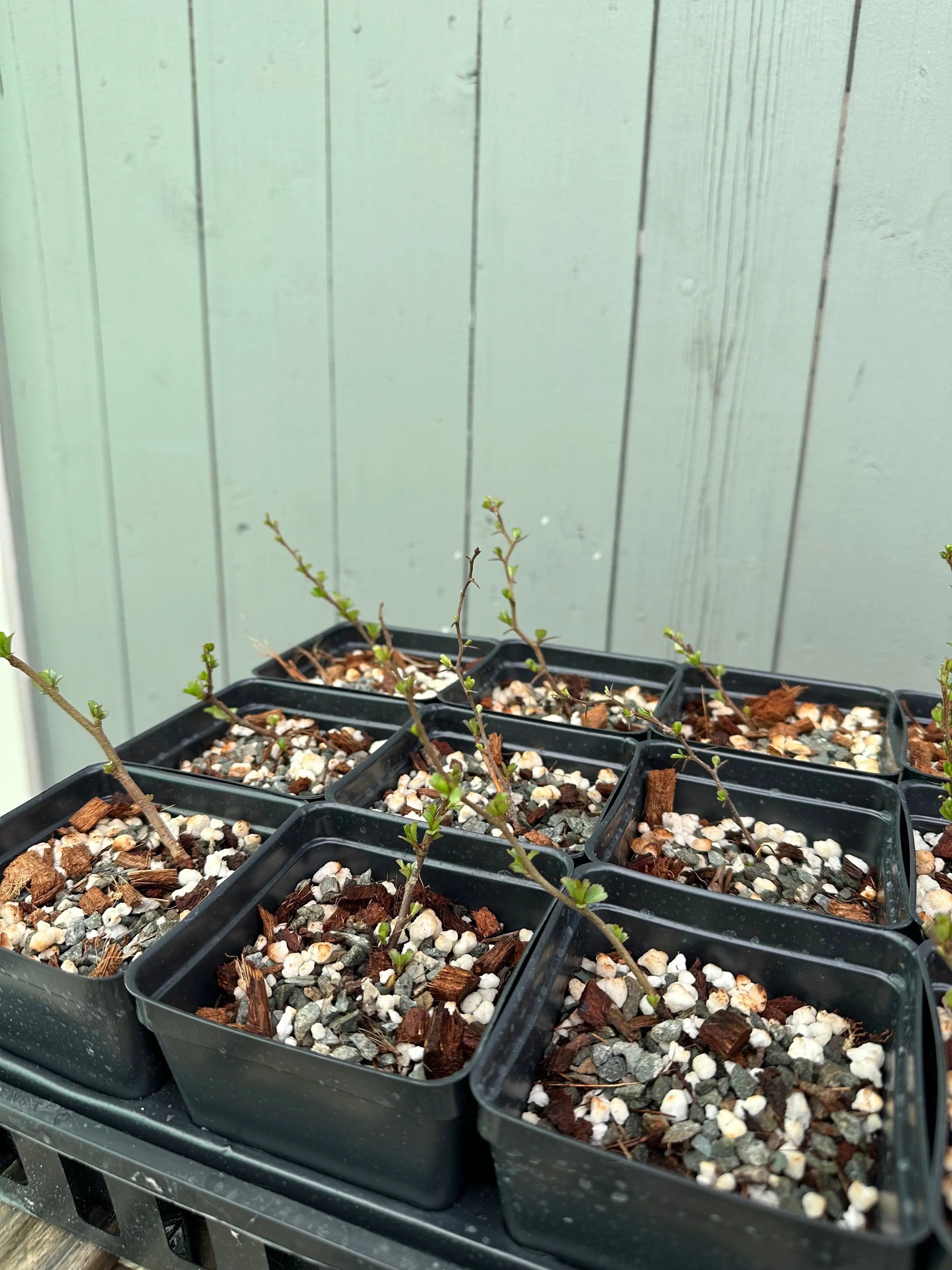 Japanese Quince var. Chojubai (red) Canada Bonsai