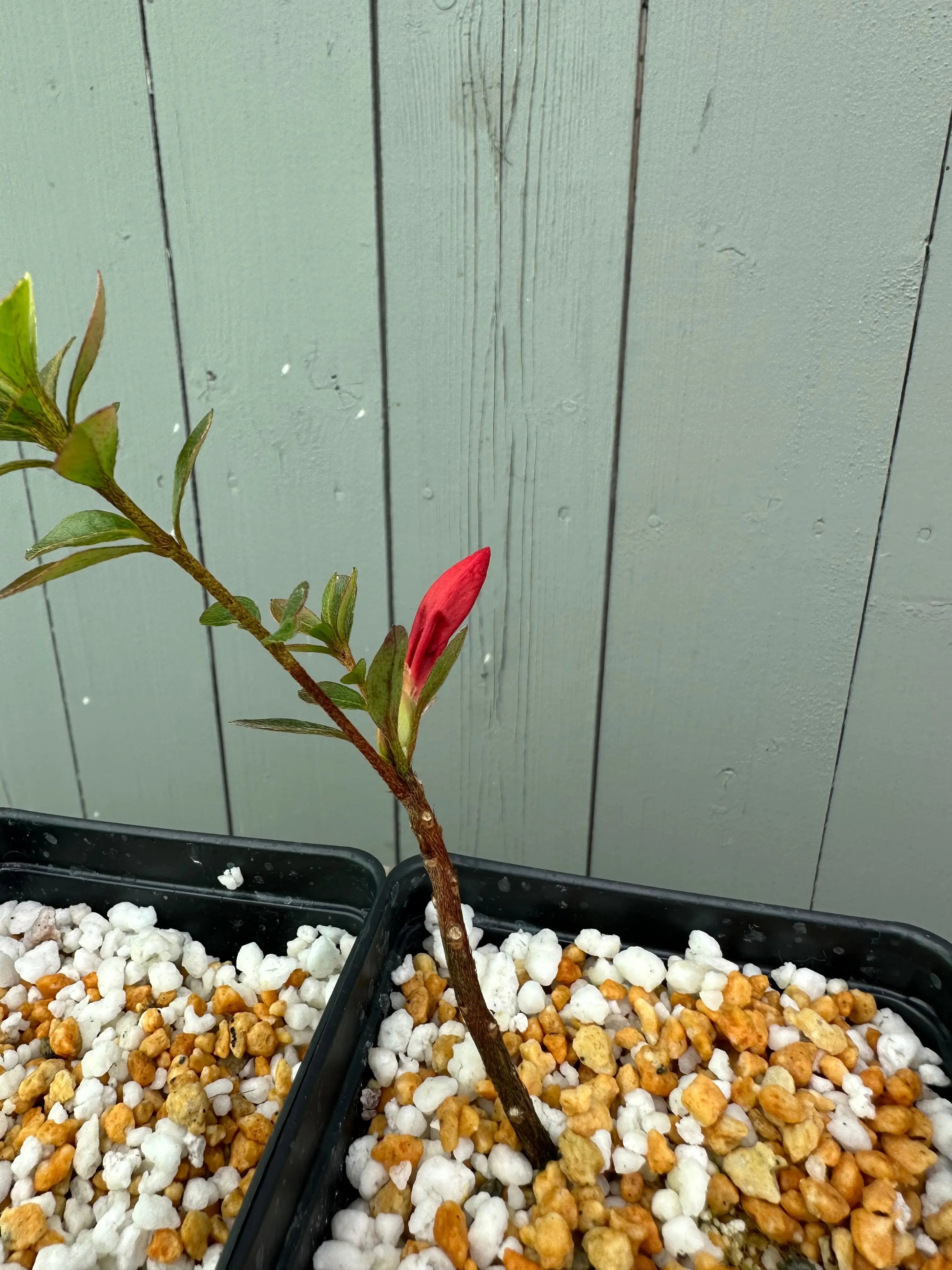 Satsuki Azalea 'Hiodoshi' Canada Bonsai