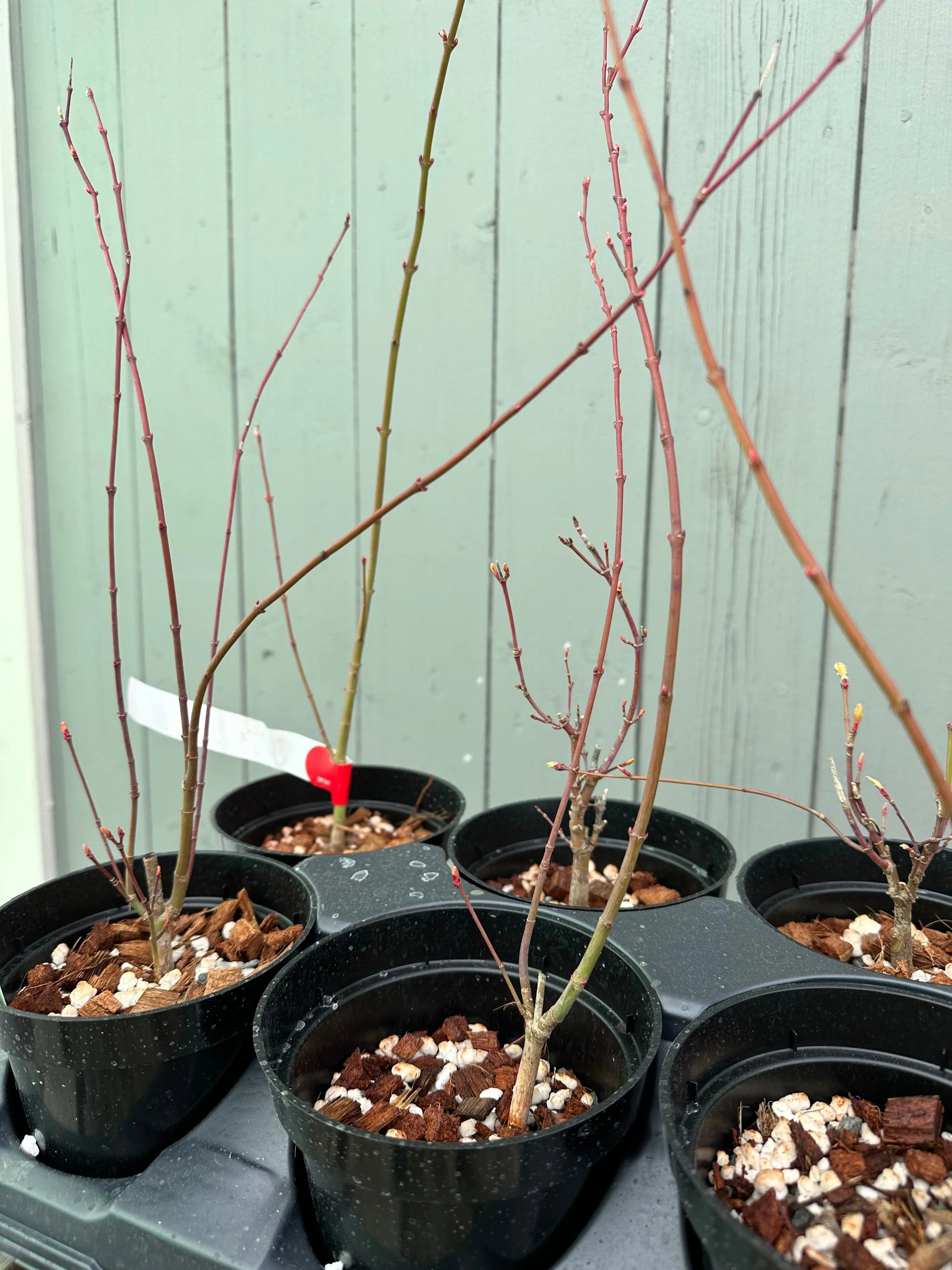 Japanese Maple 'Katsura' Canada Bonsai