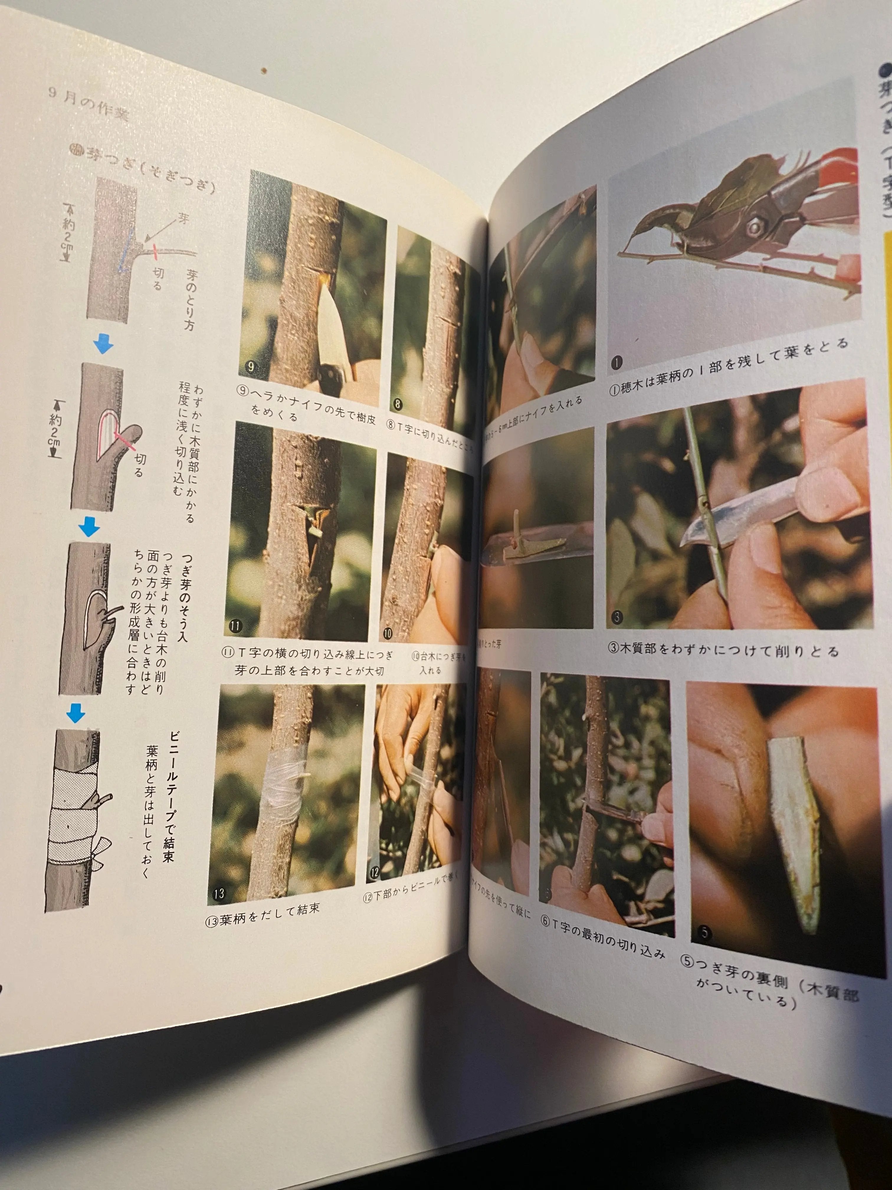 Ume book CB Books