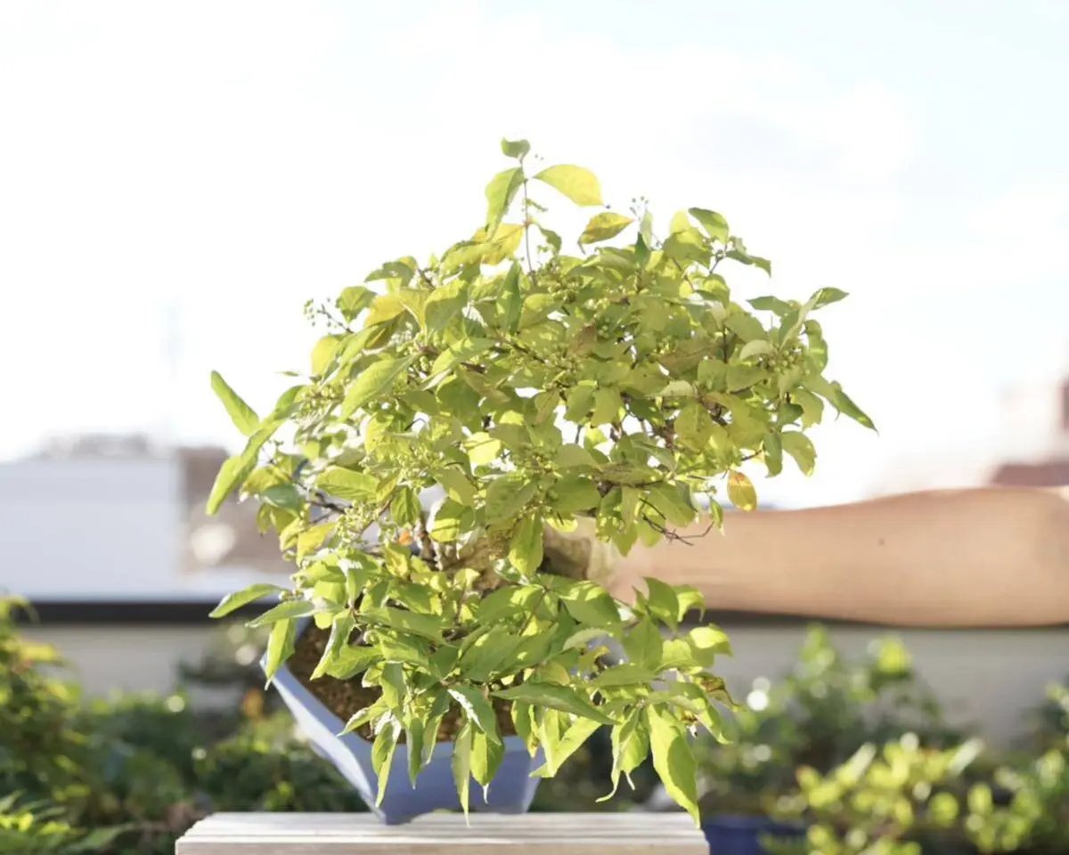 Callicarpa japonica Canada Bonsai
