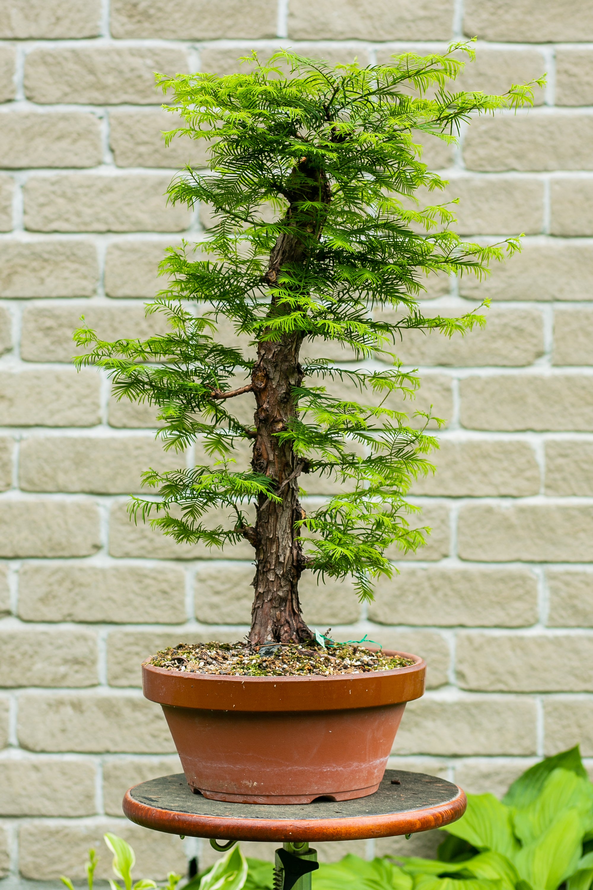 Metasequoia glyptostroboïdes