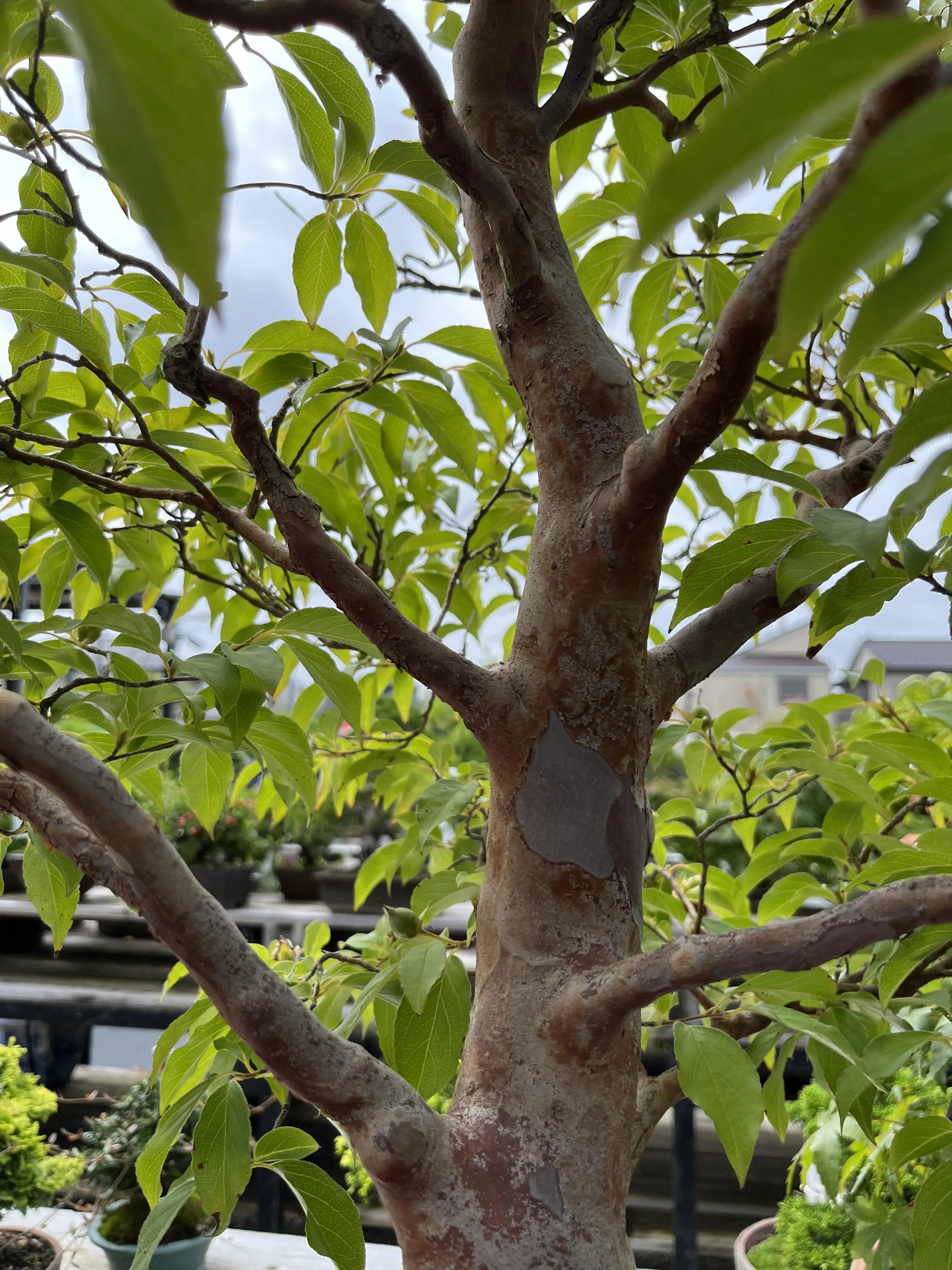Stewartia monadelpha Canada Bonsai