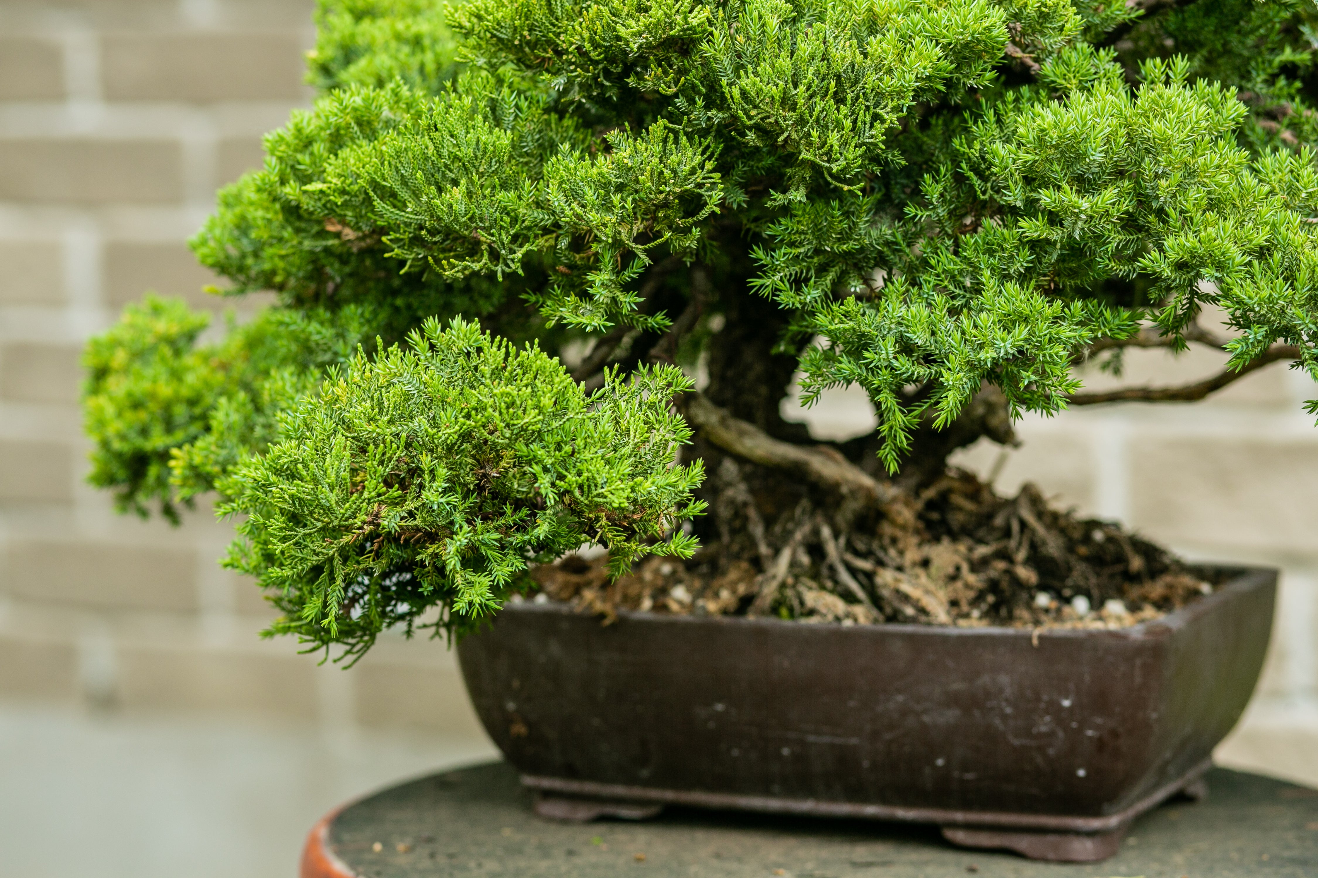 Juniperus procumbens