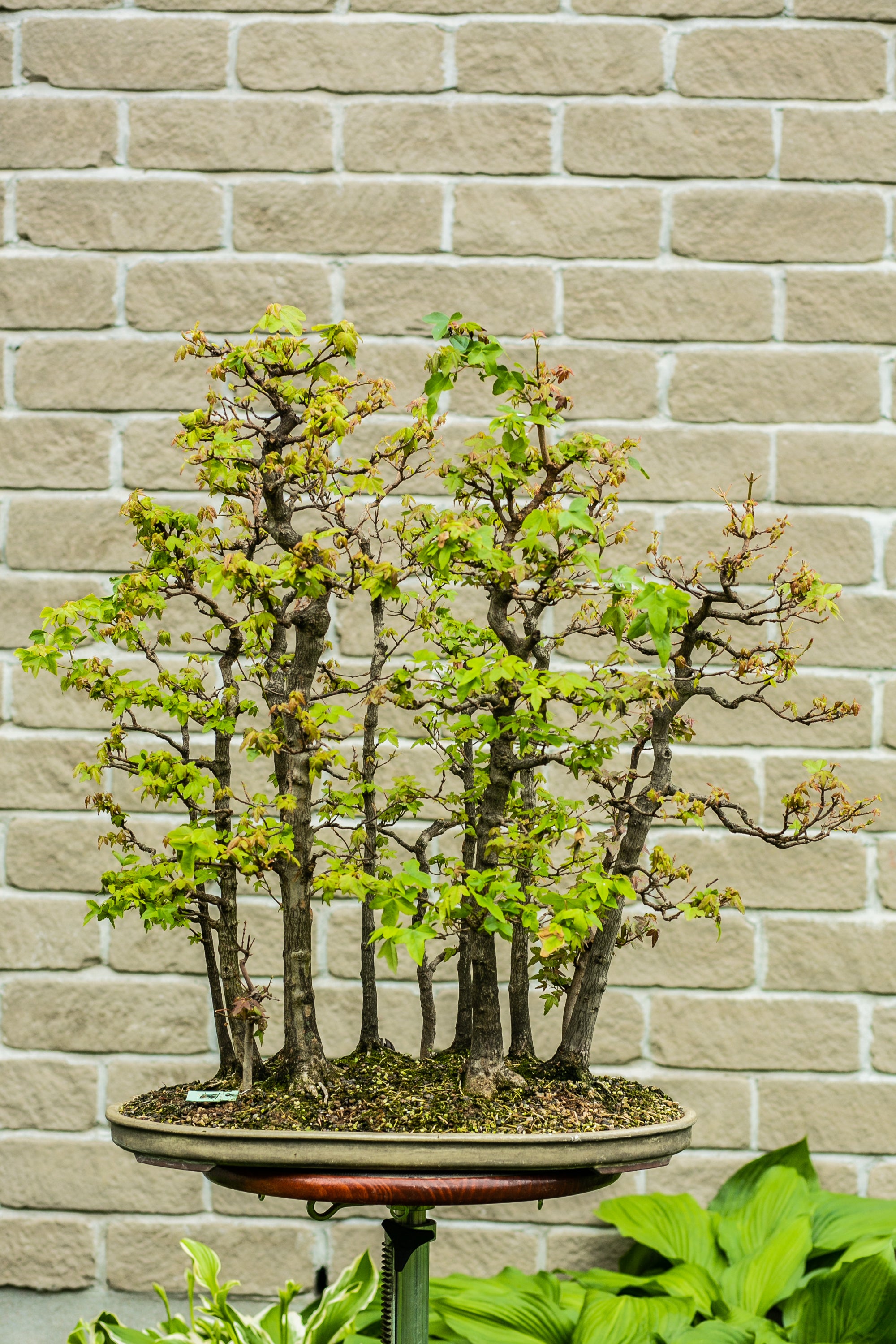 Acer buergerianum