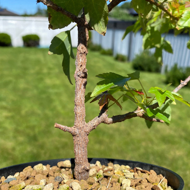 Acer buergerianum écorce rugueuse