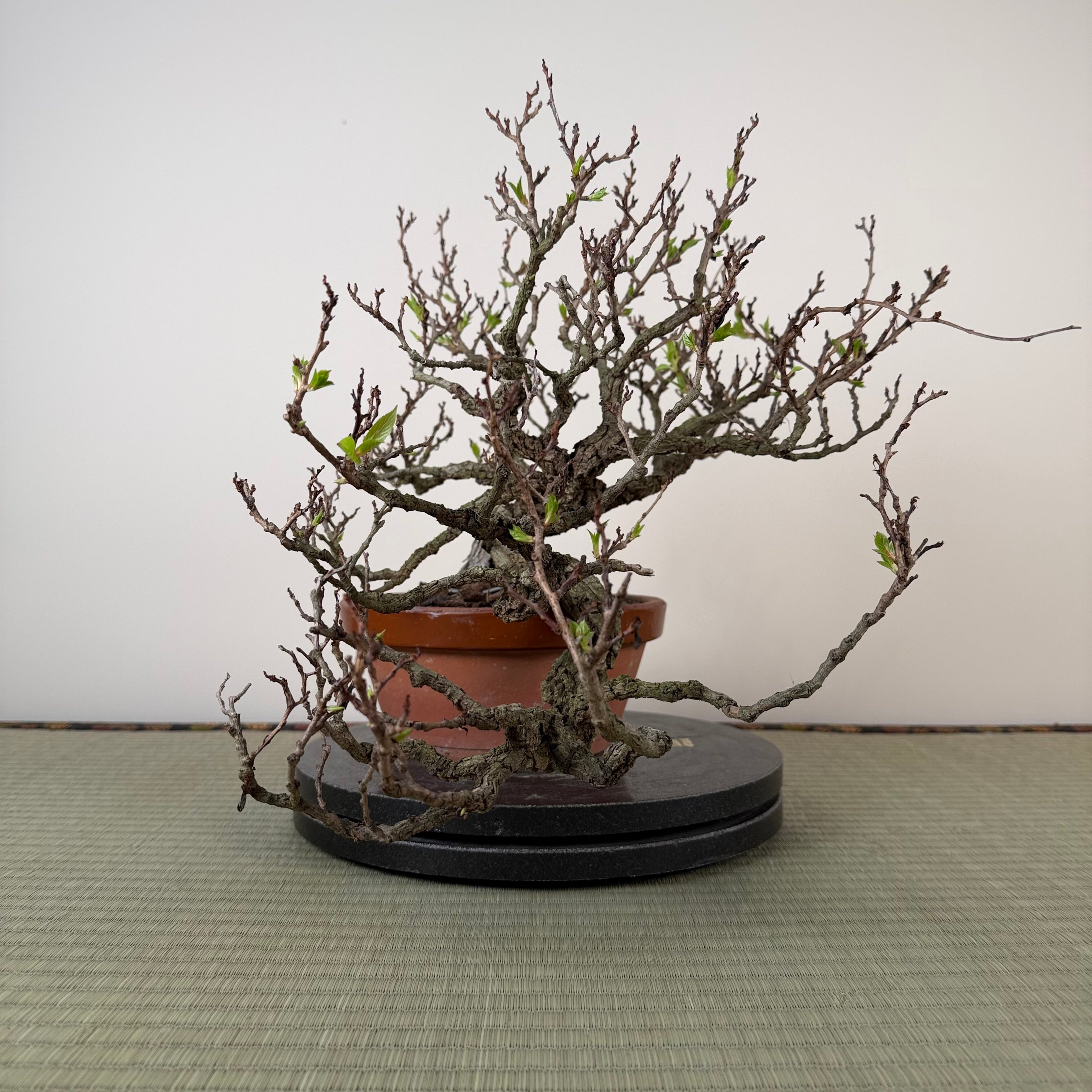 Actinidia arguta