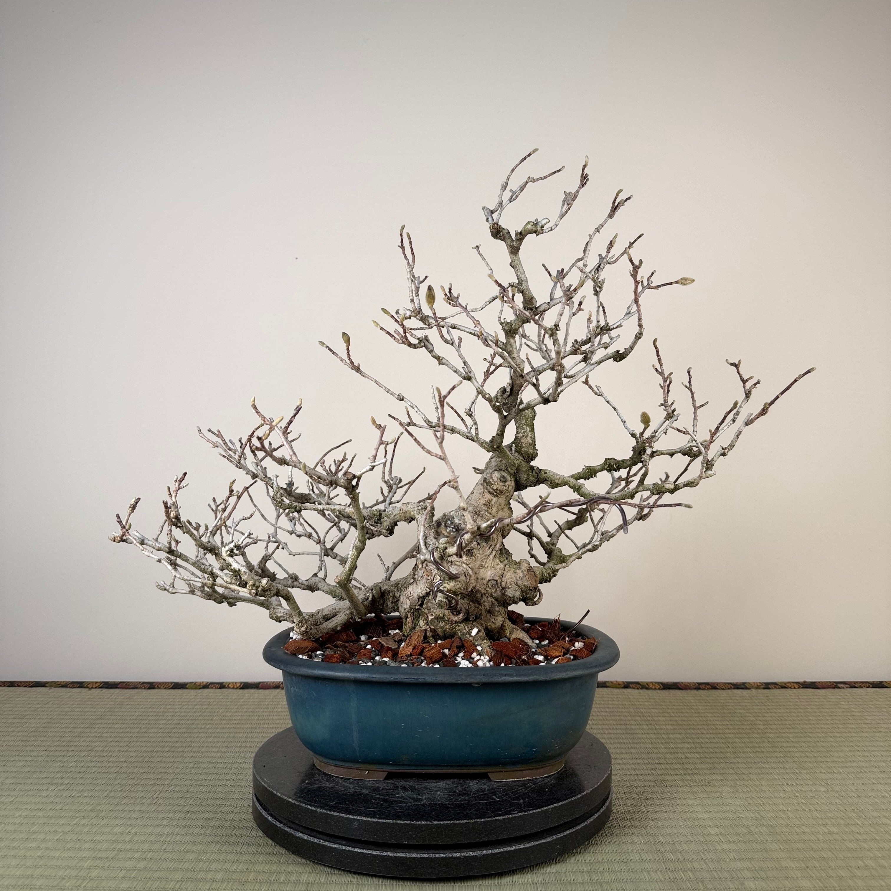Magnolia kobus (dwarf)