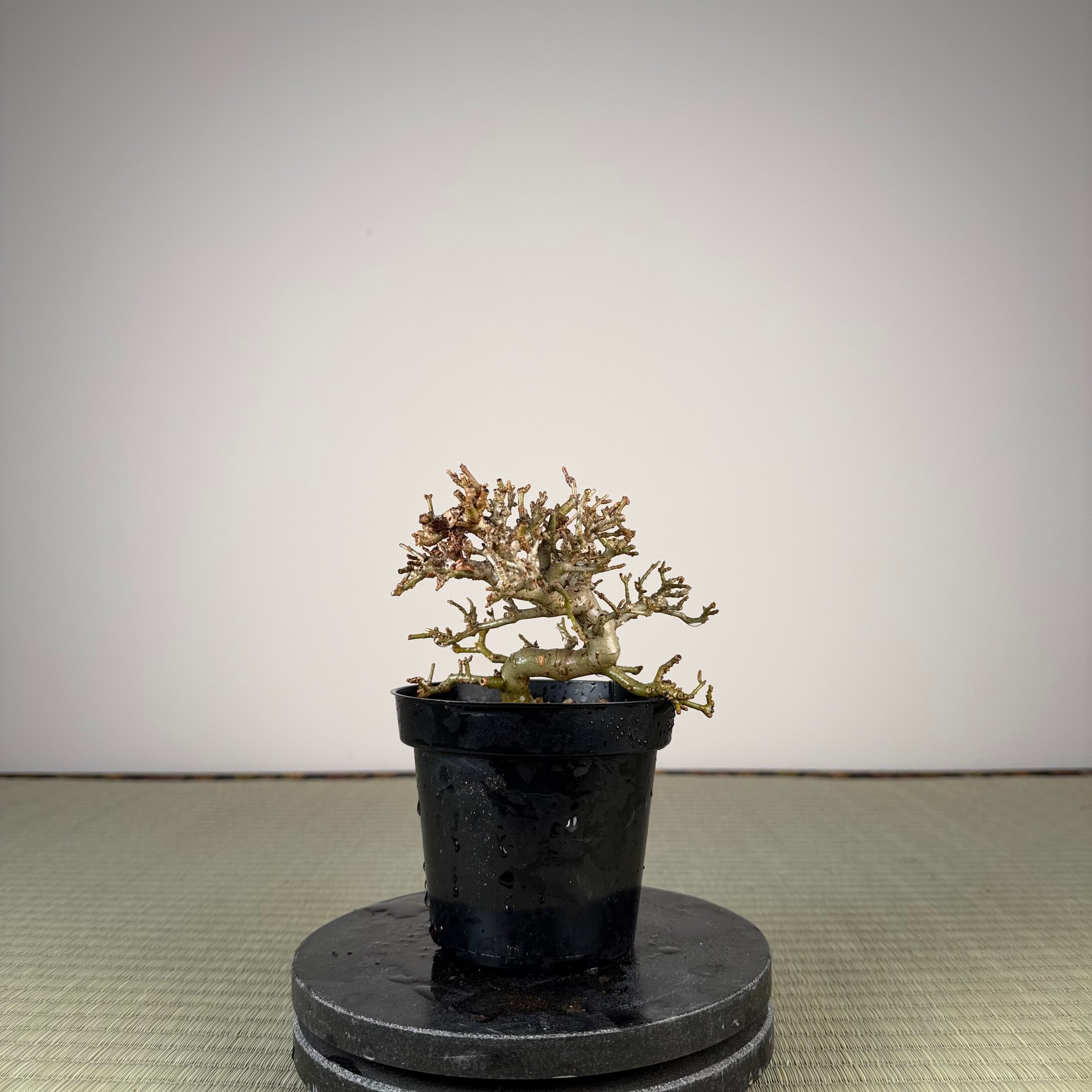 Ligustrum
