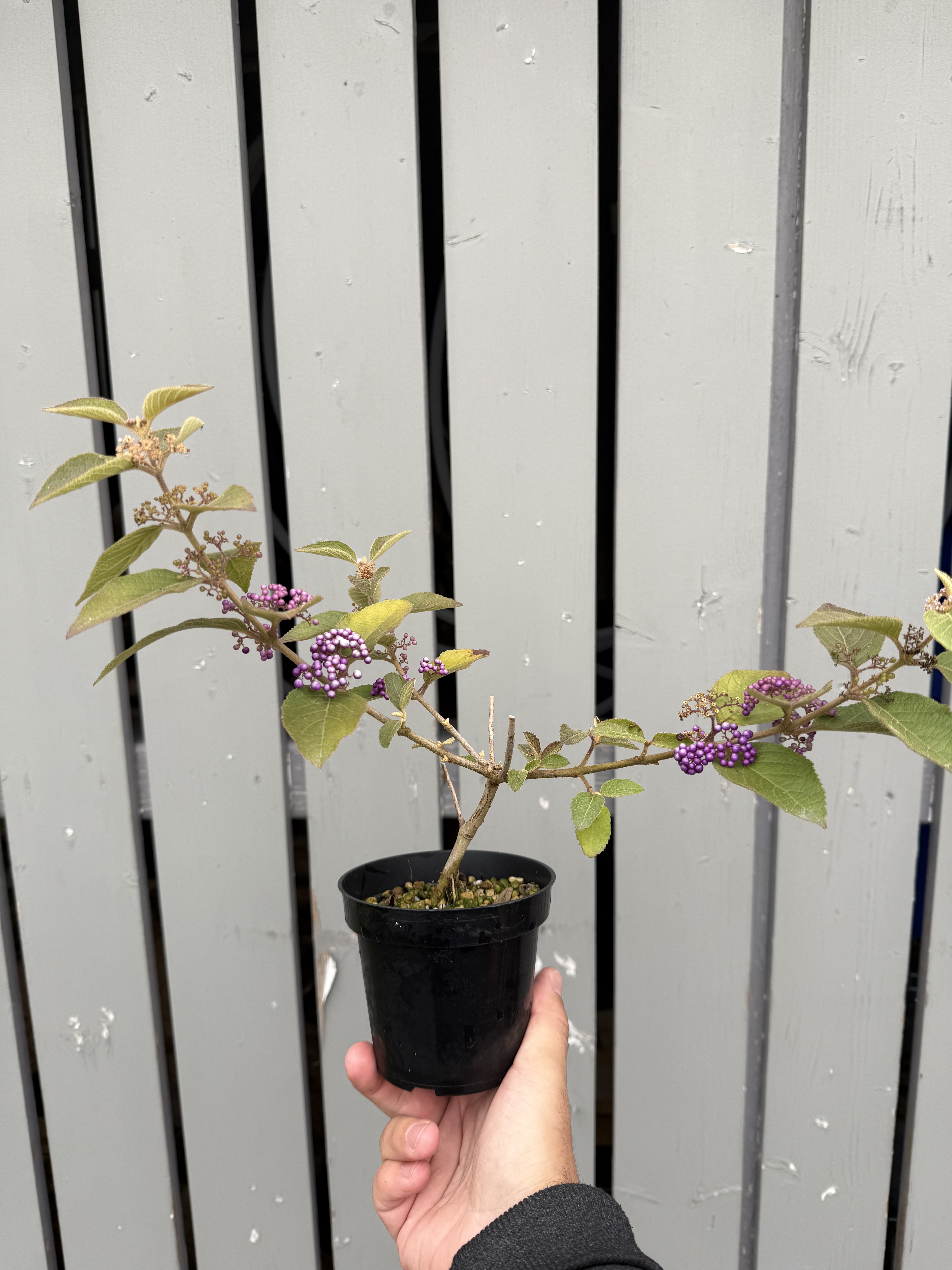 Callicarpa japonica 'NAKAYOSHI KOYOSHI' #1