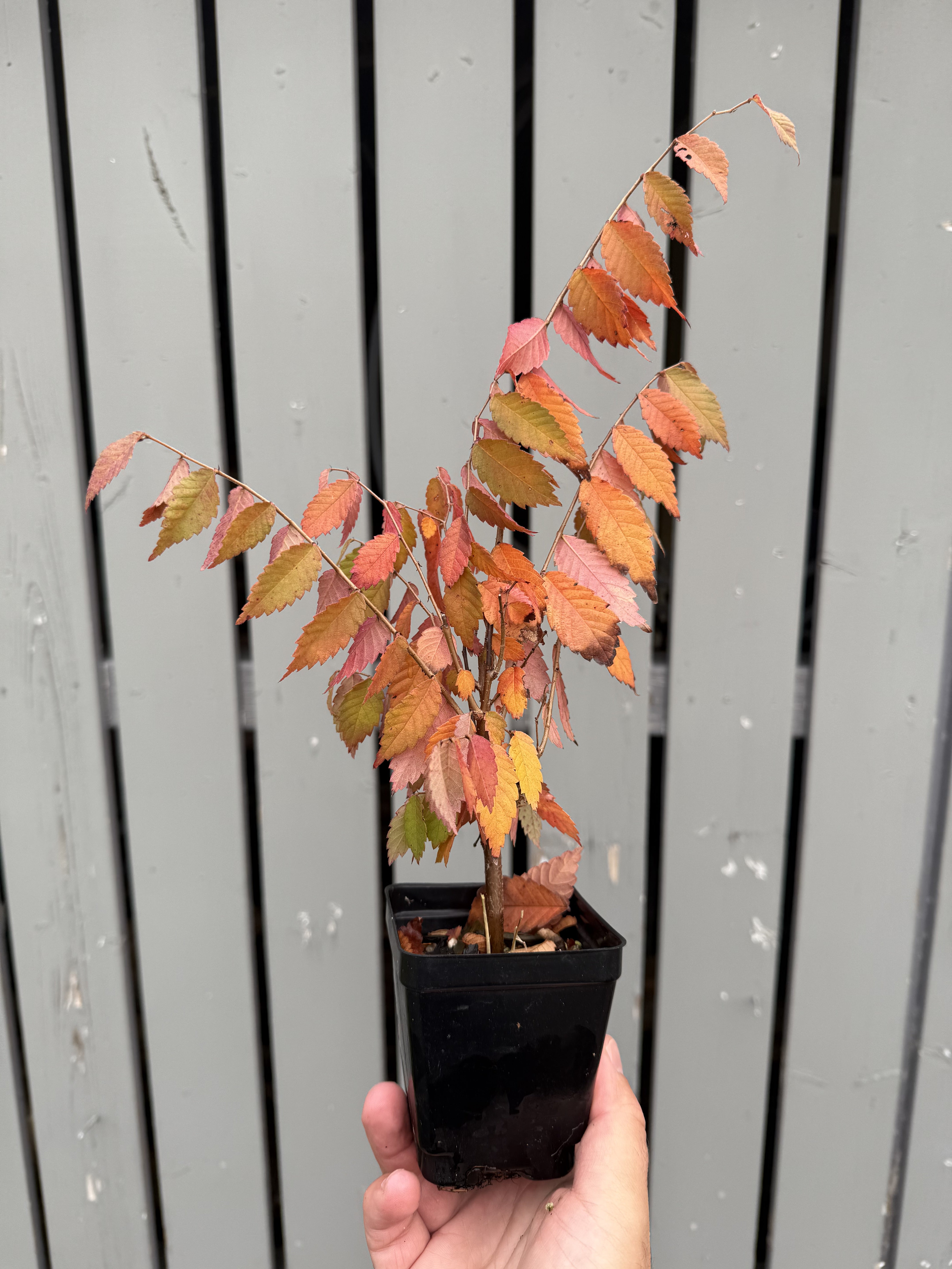 Zelkova serrata #6