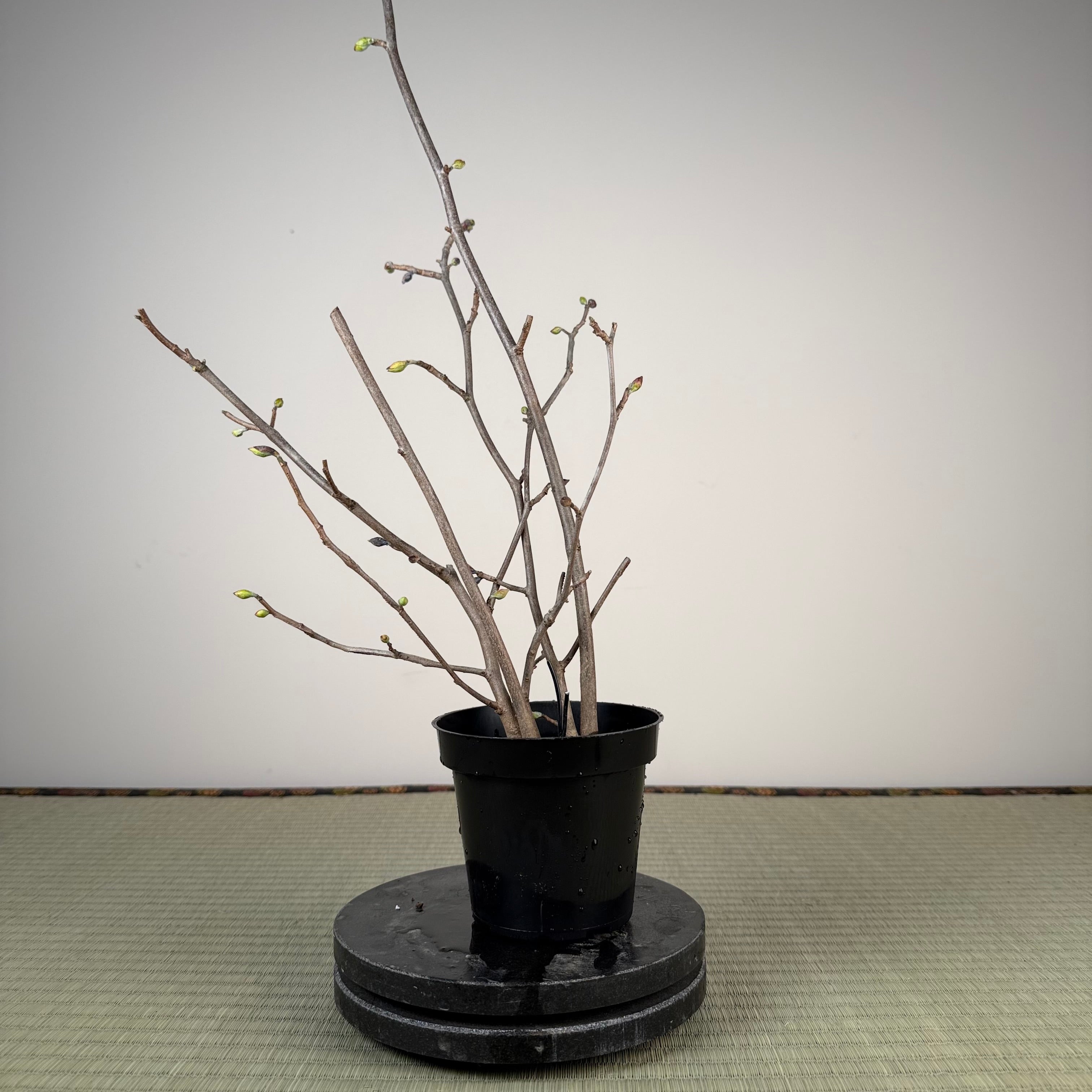 Corylopsis spicata