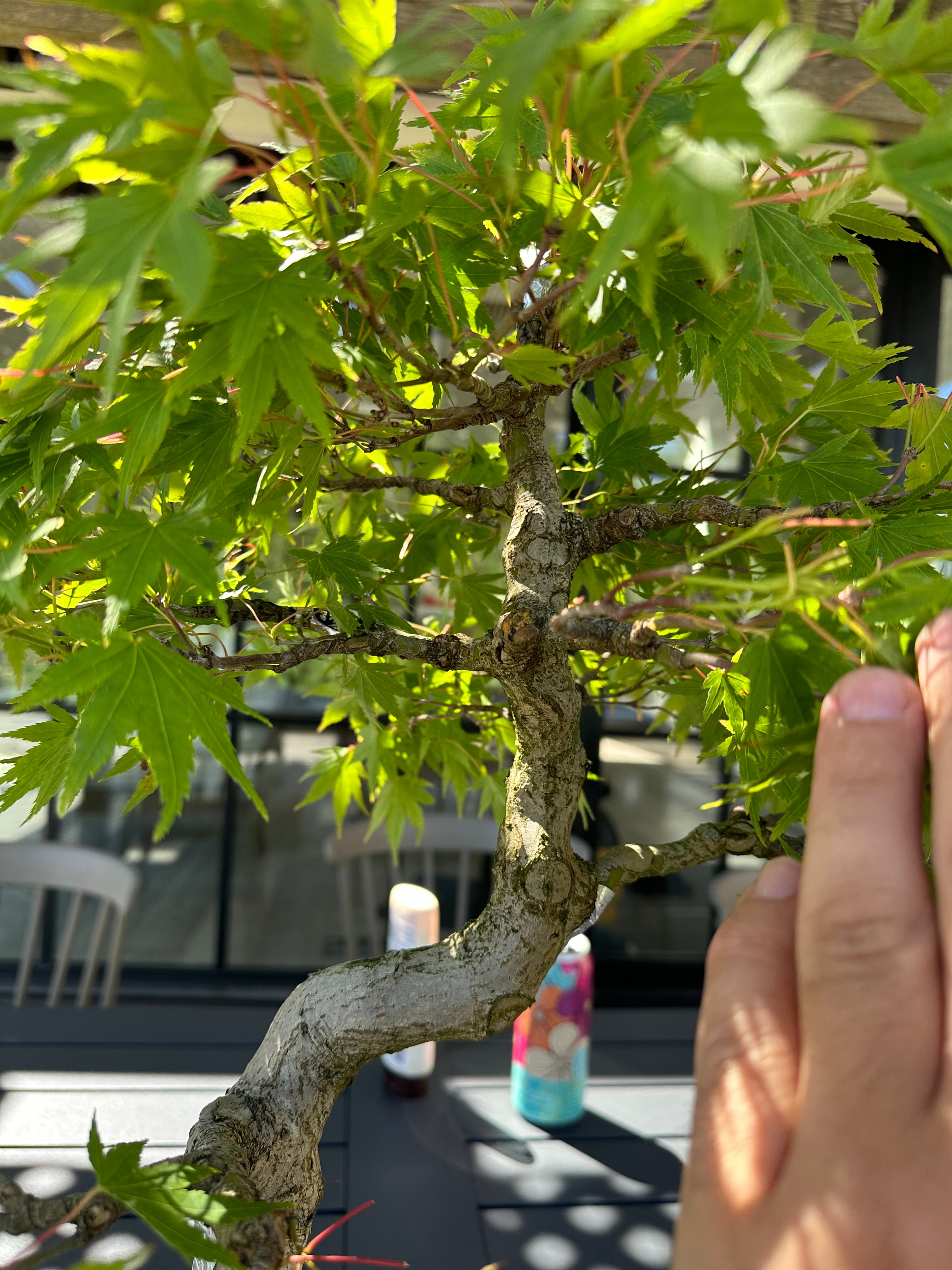 Acer palmatum #4