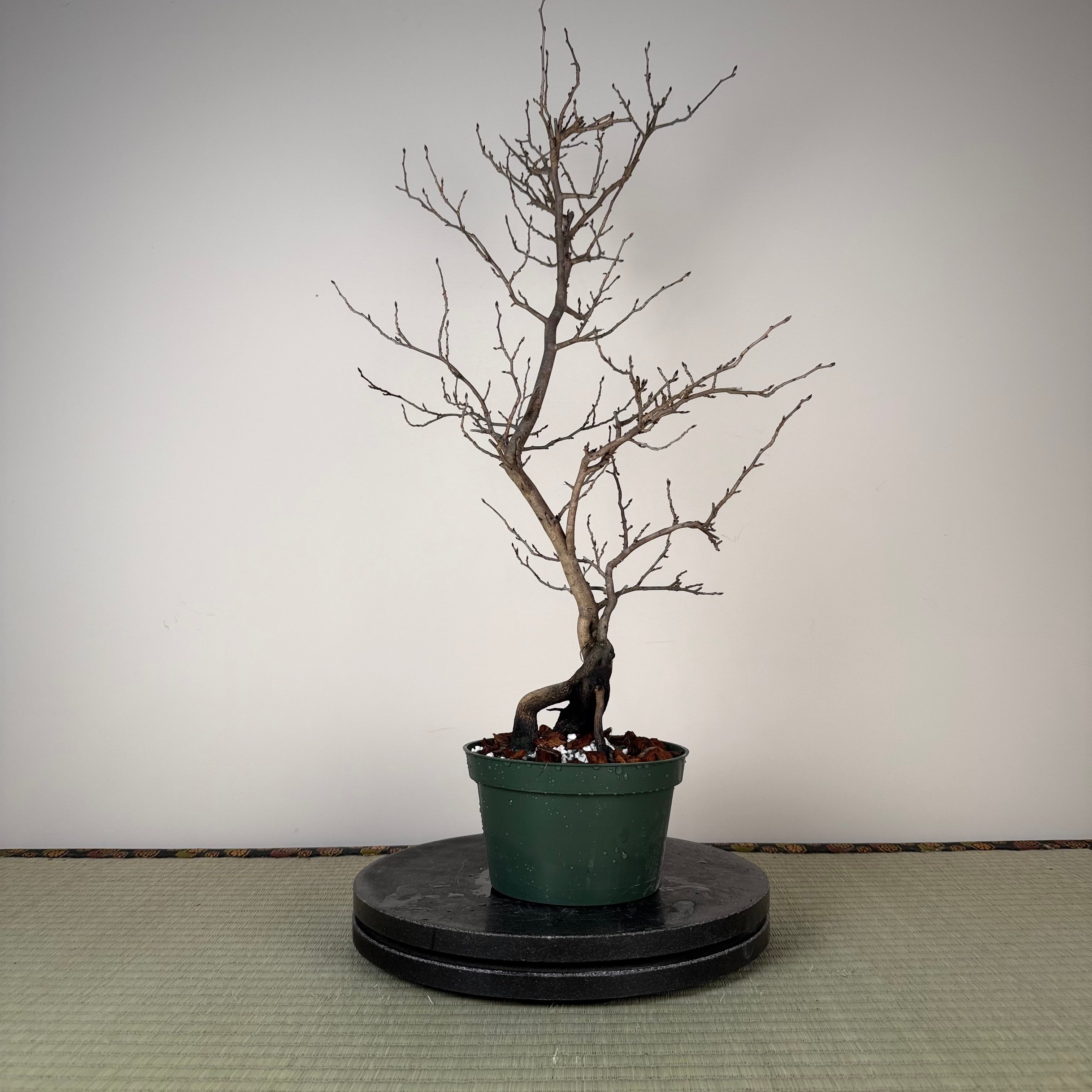 Diospyros rhombifolia
