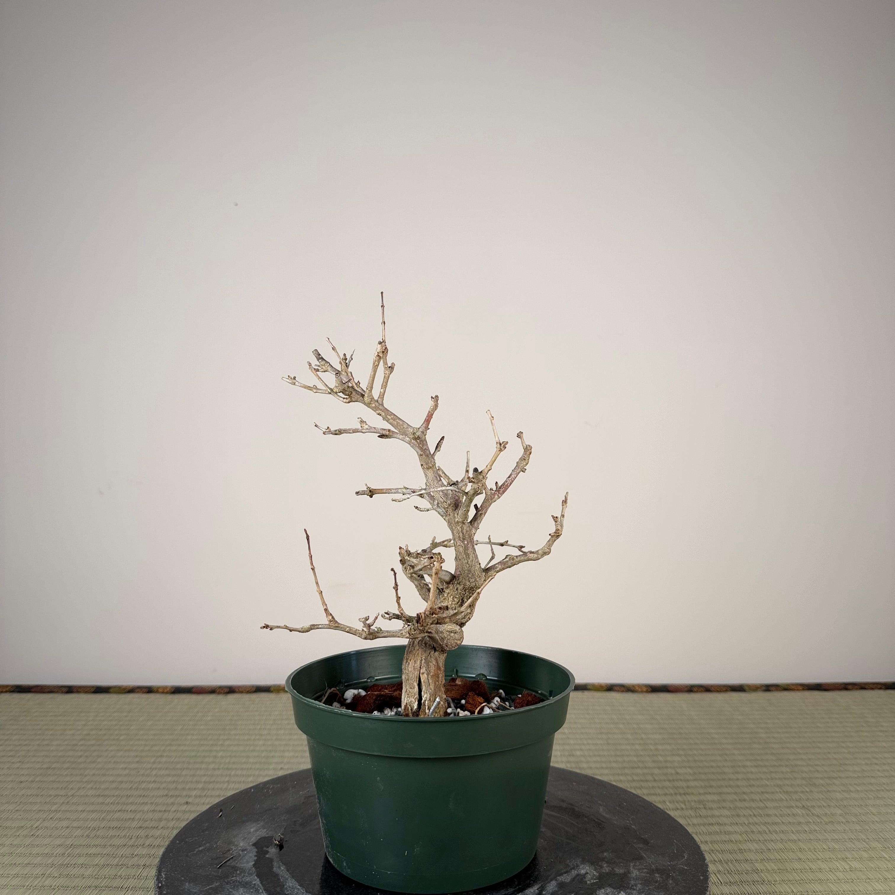 Punica granatum